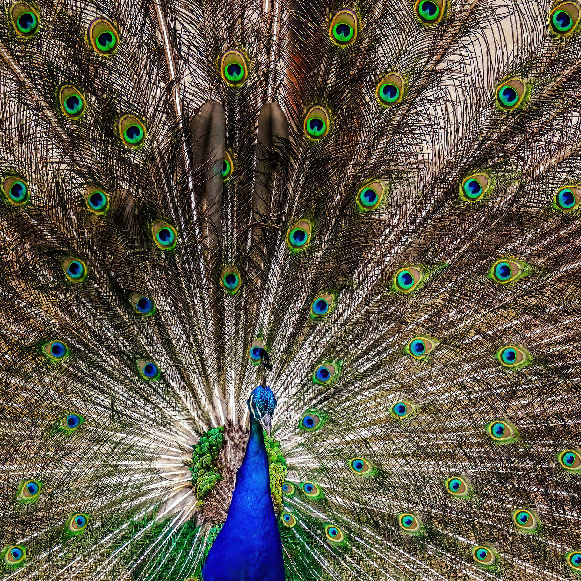 Blauer Pfau