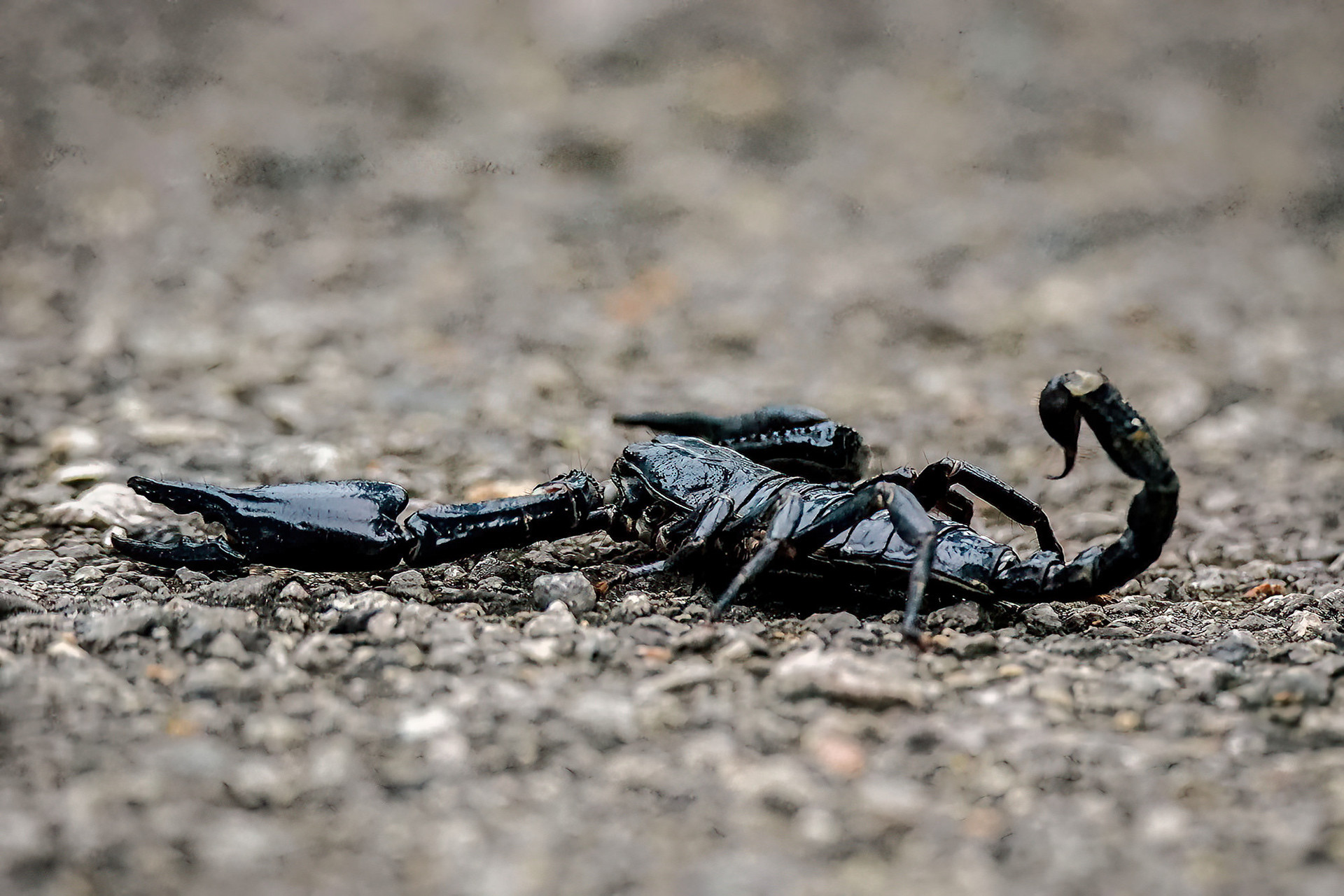 Blauer Thai Skorpion
