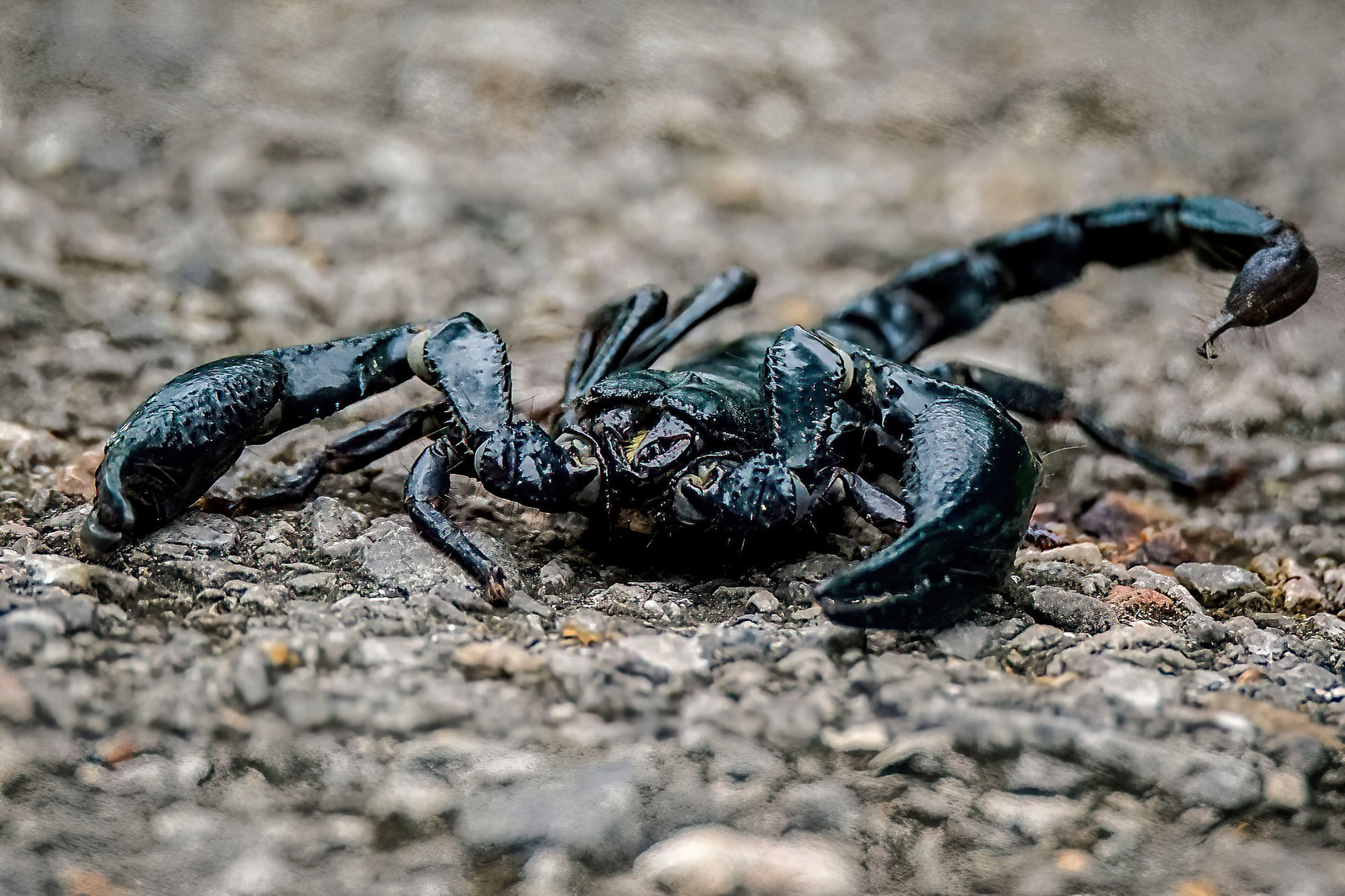 Blauer Thai Skorpion