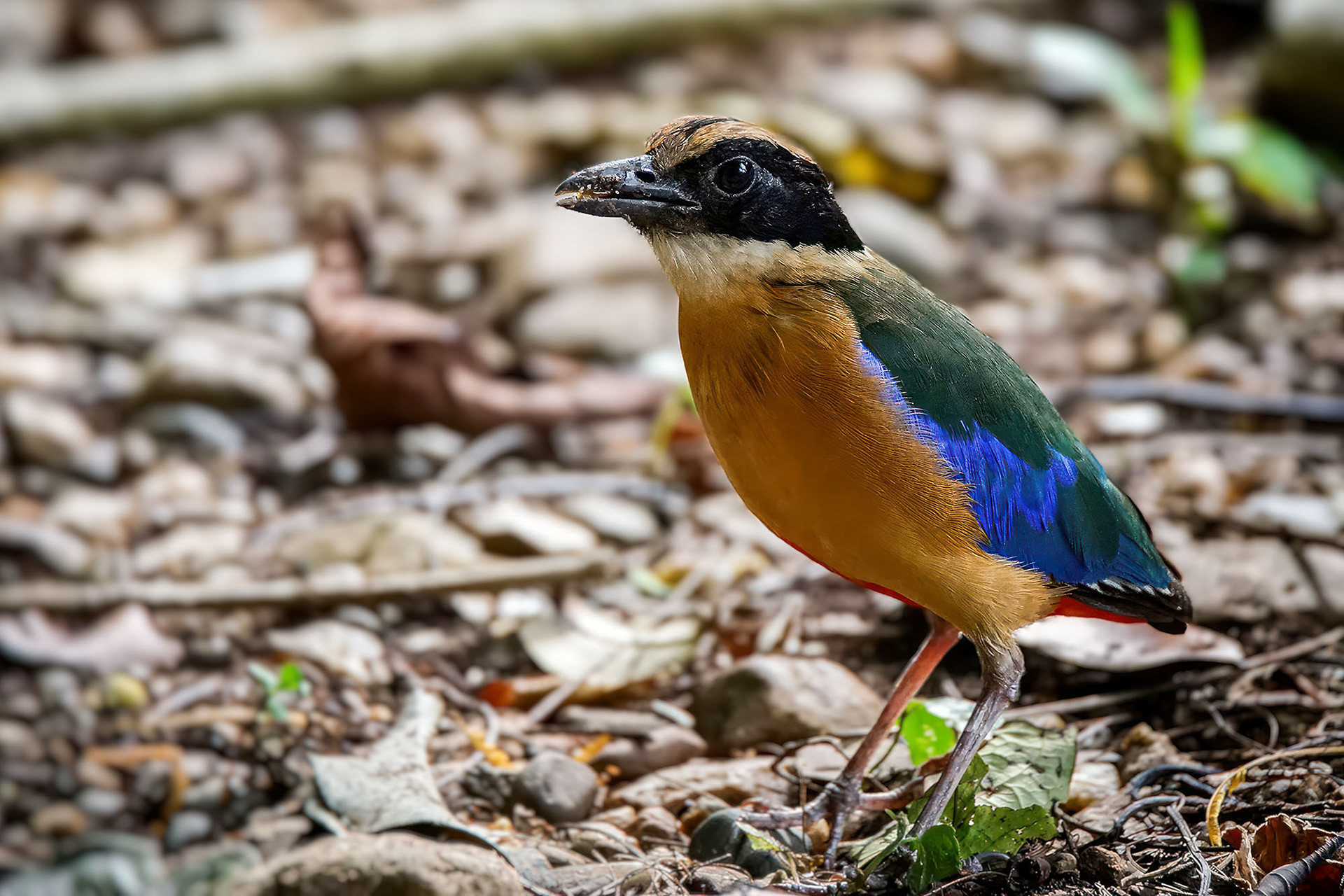 Blauflügelpitta