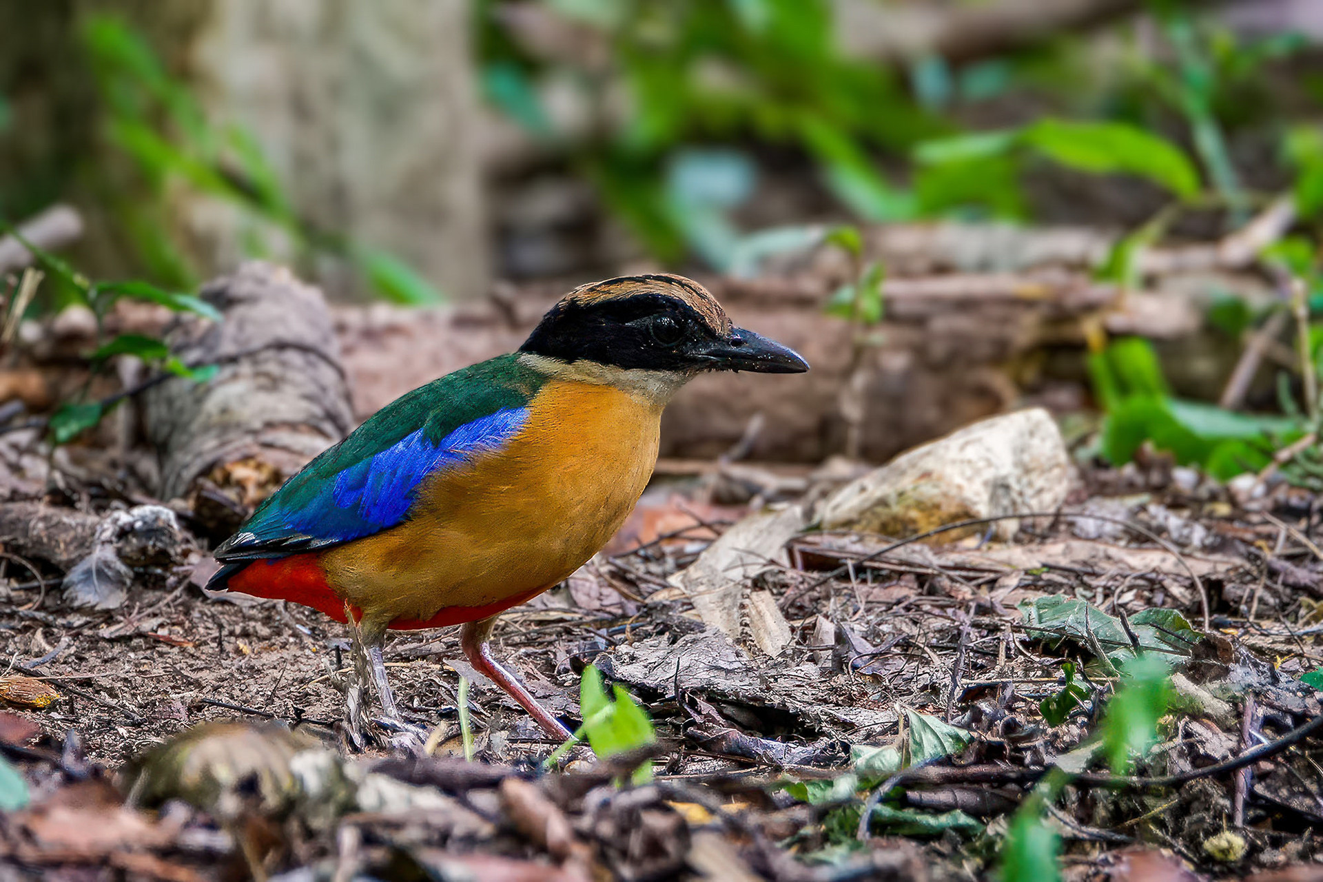 Blauflügelpitta