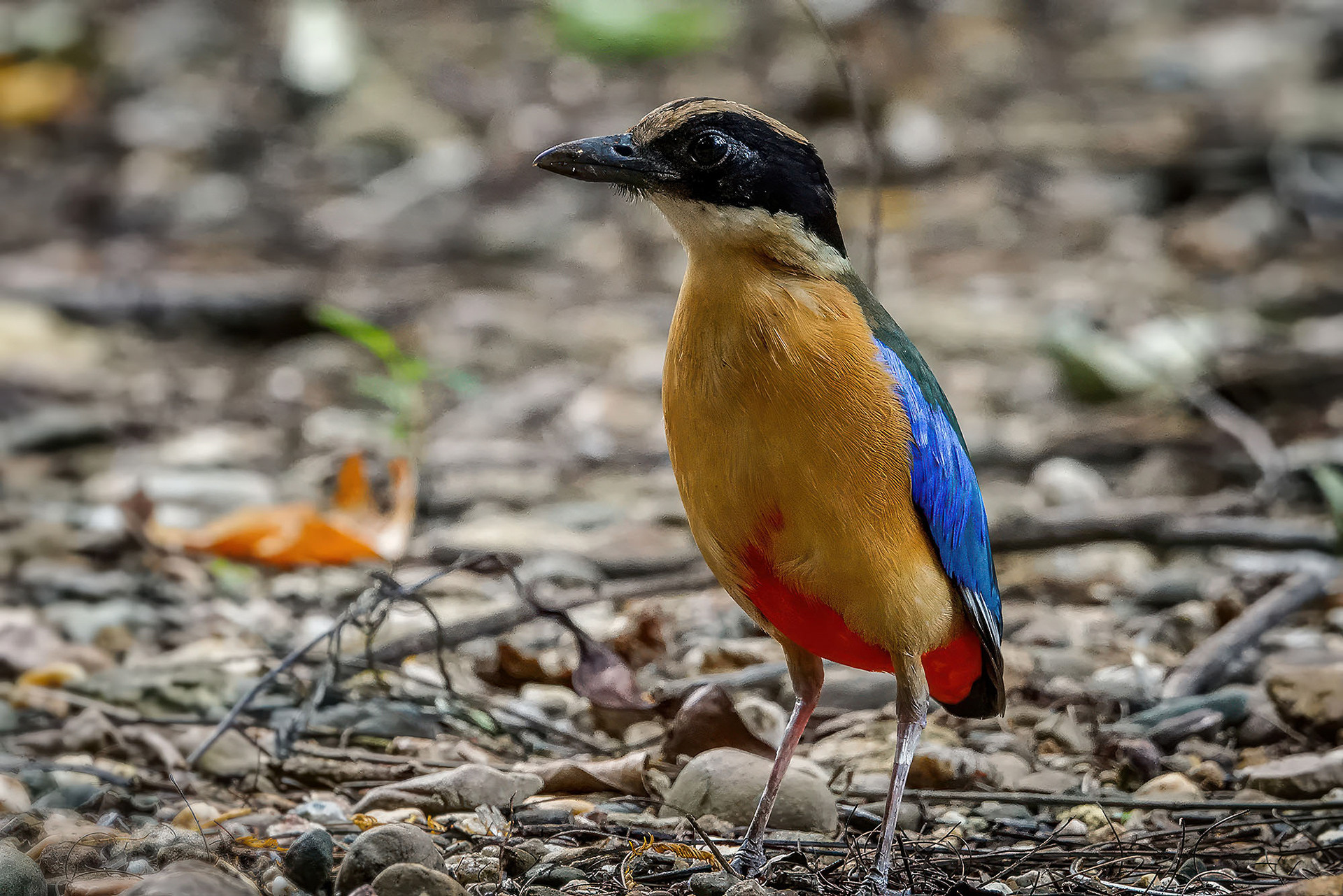 Blauflügelpitta