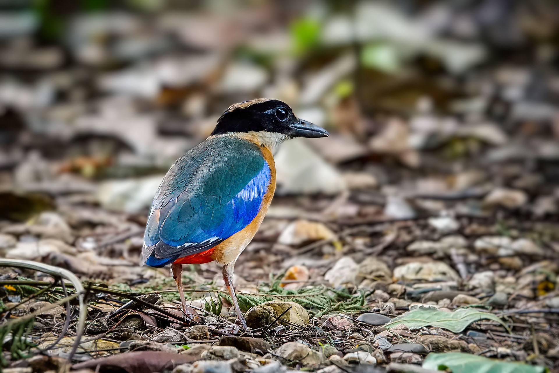Blauflügelpitta