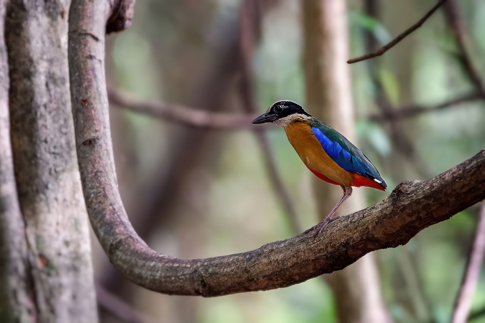 Blauflügelpitta