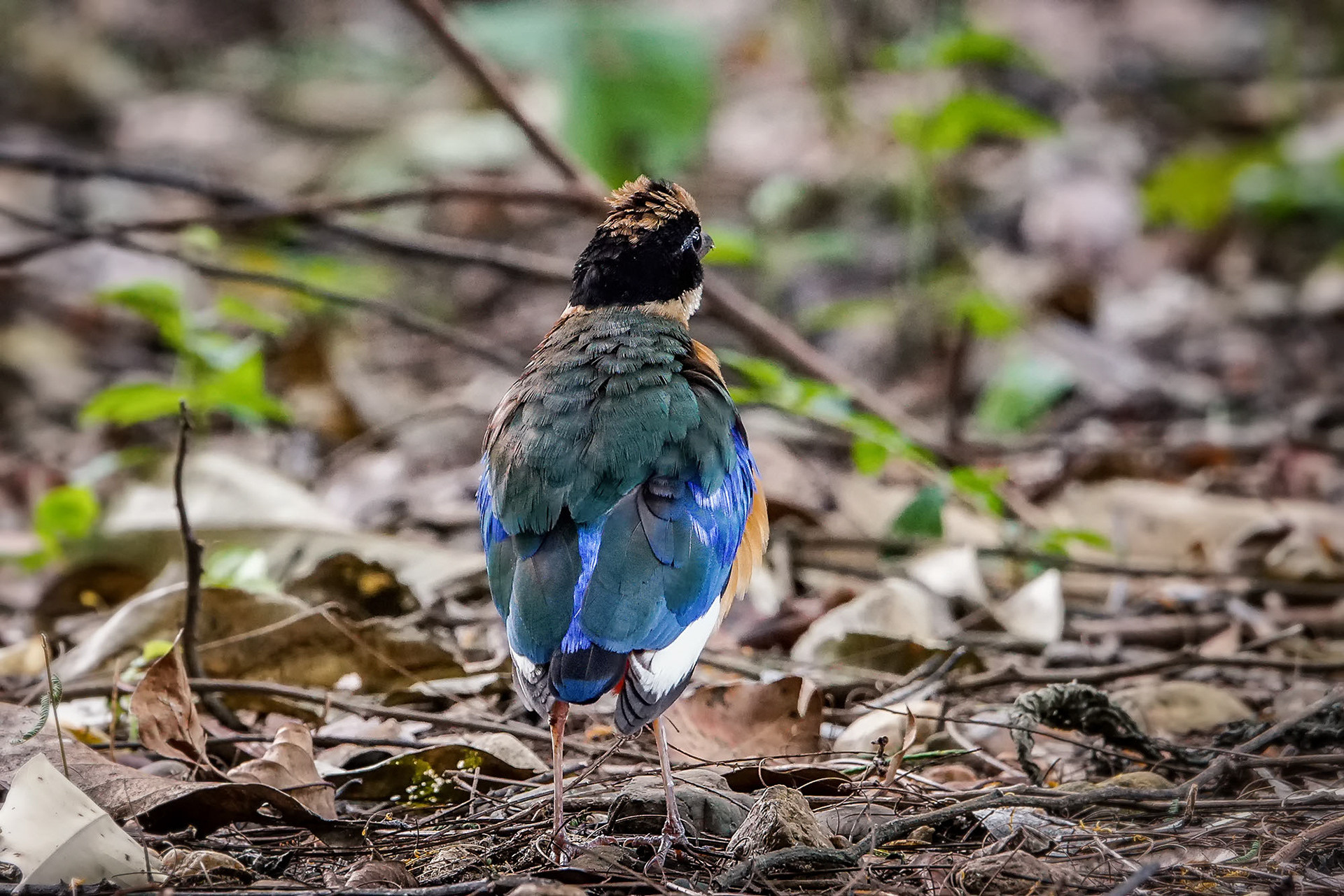 Blauflügelpitta