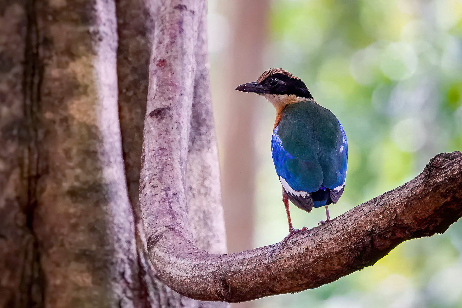Blauflügelpitta