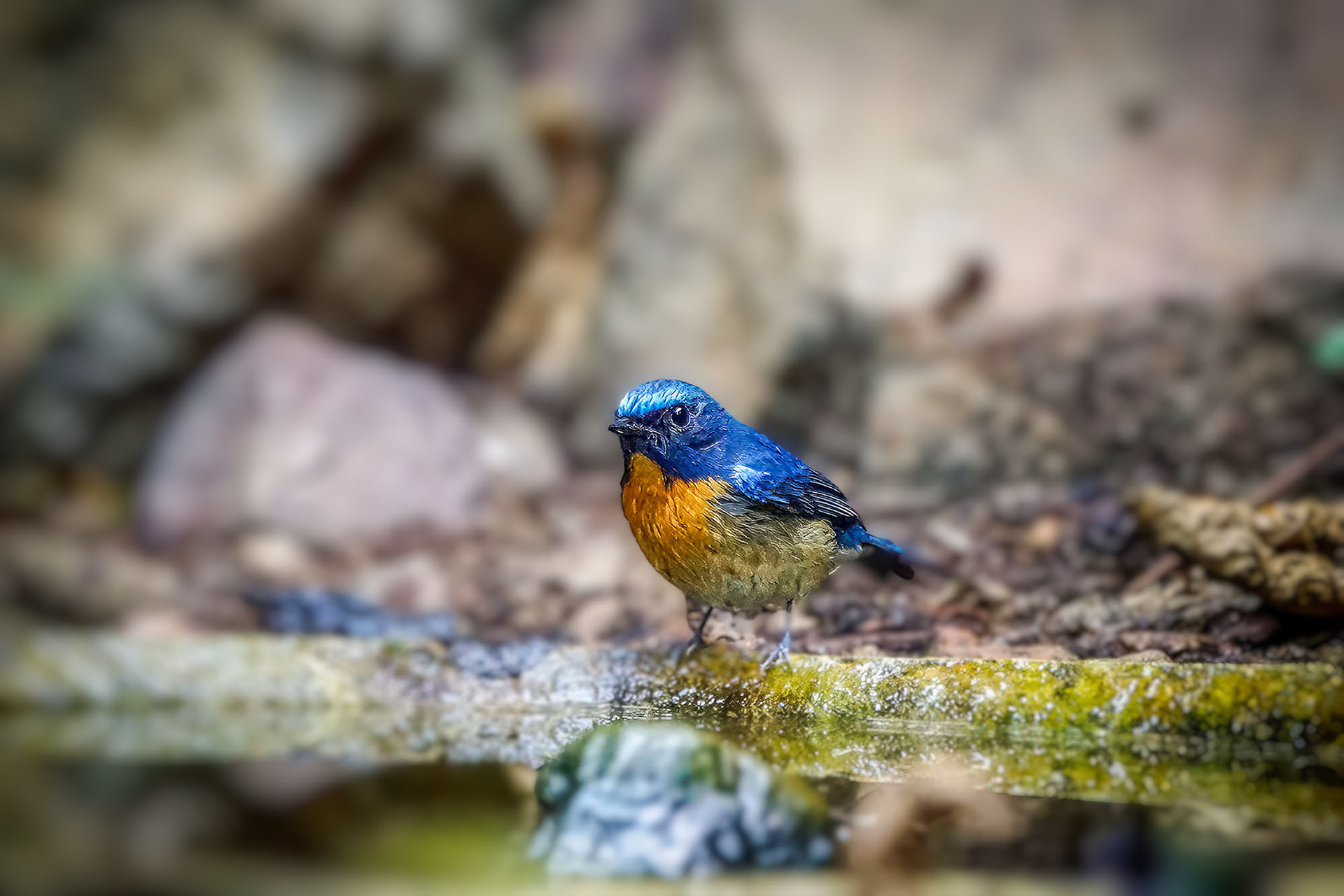 male