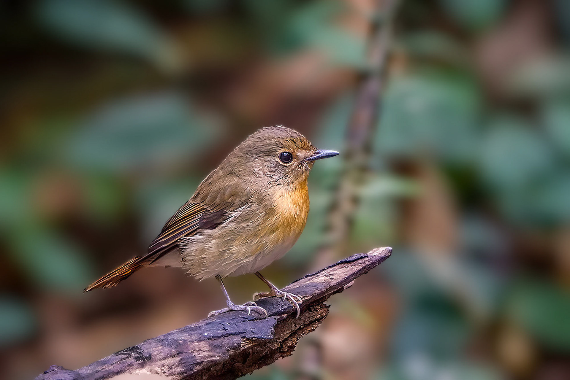 female