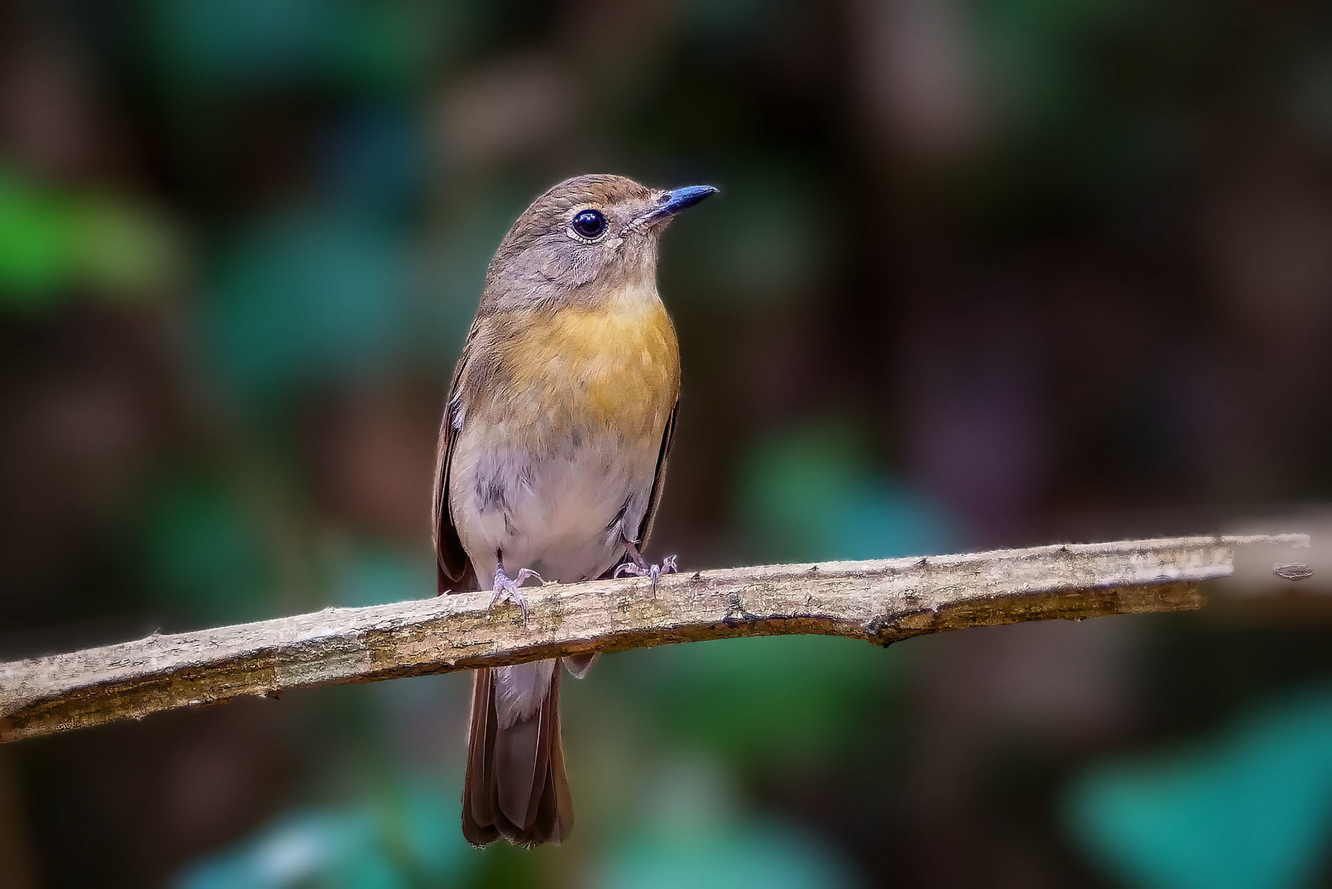 female