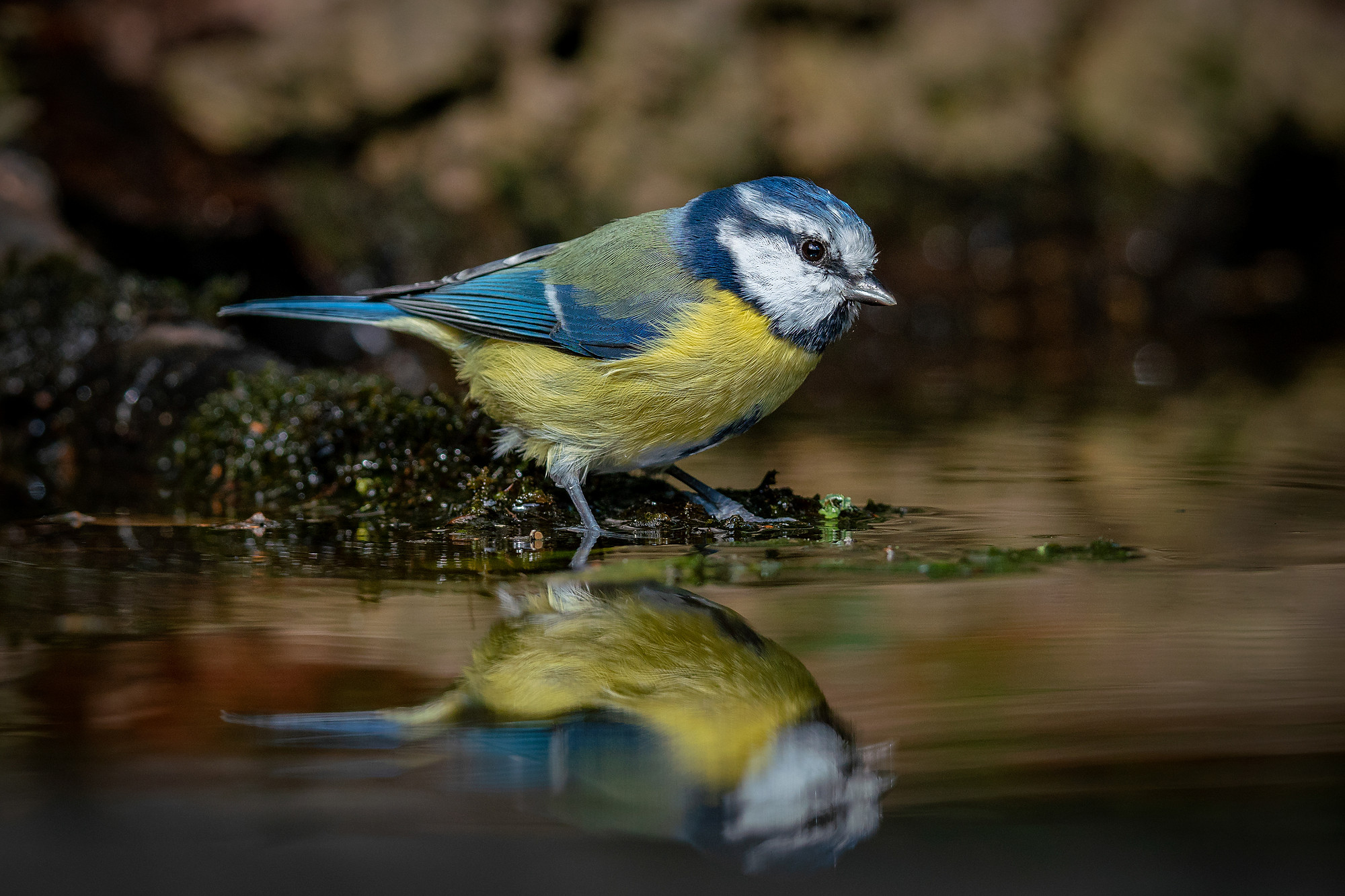Blaumeise