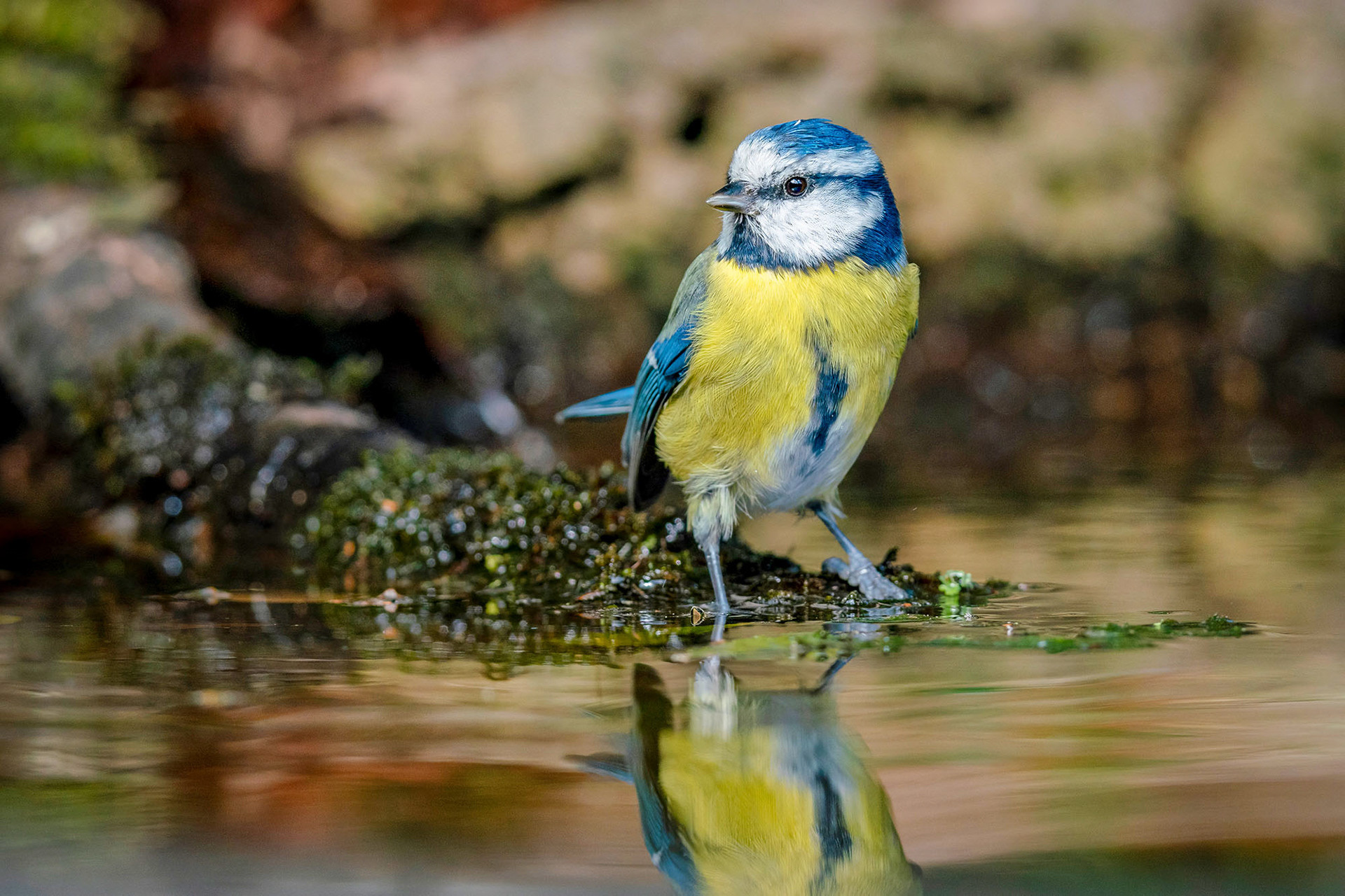 Blaumeise