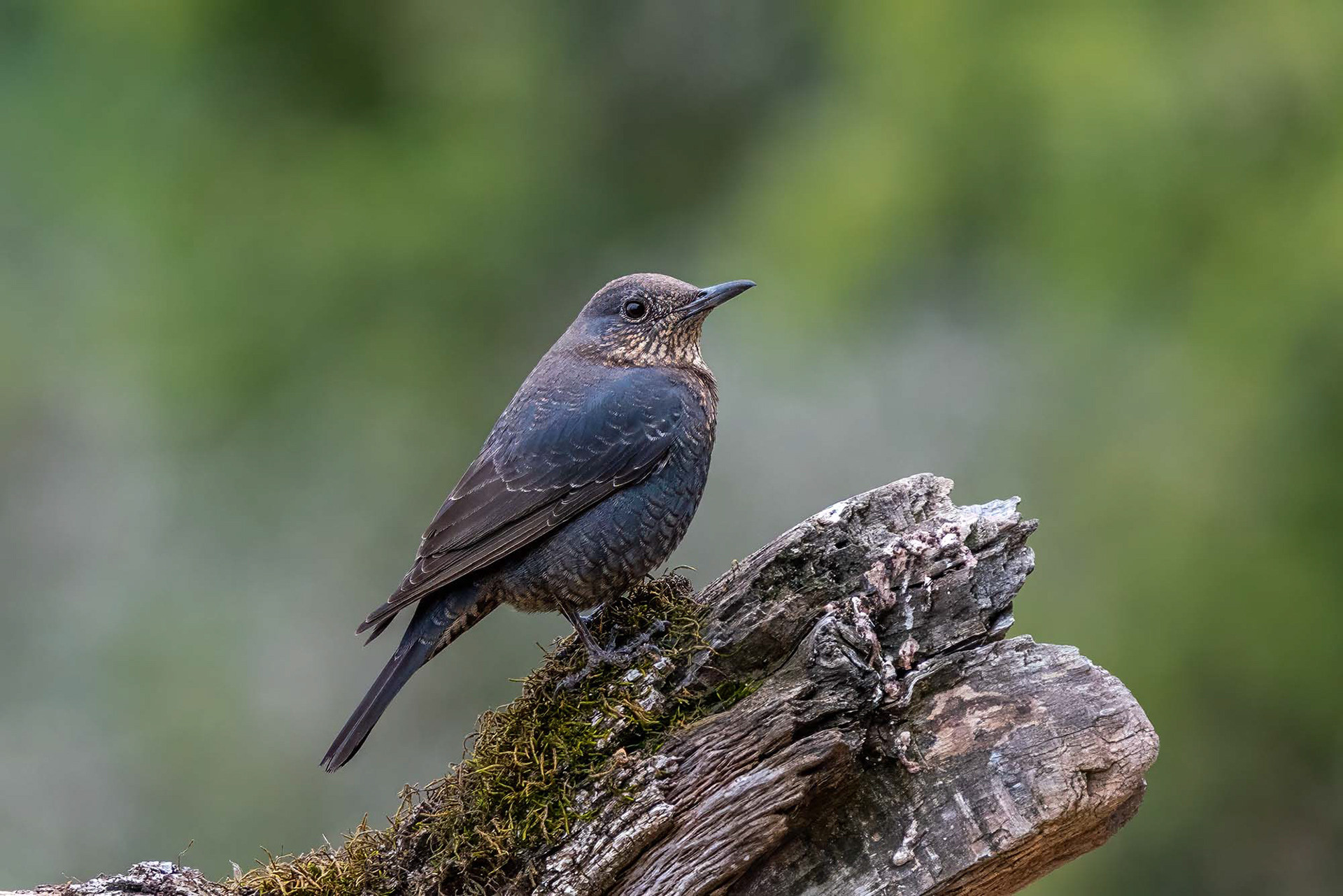 female
