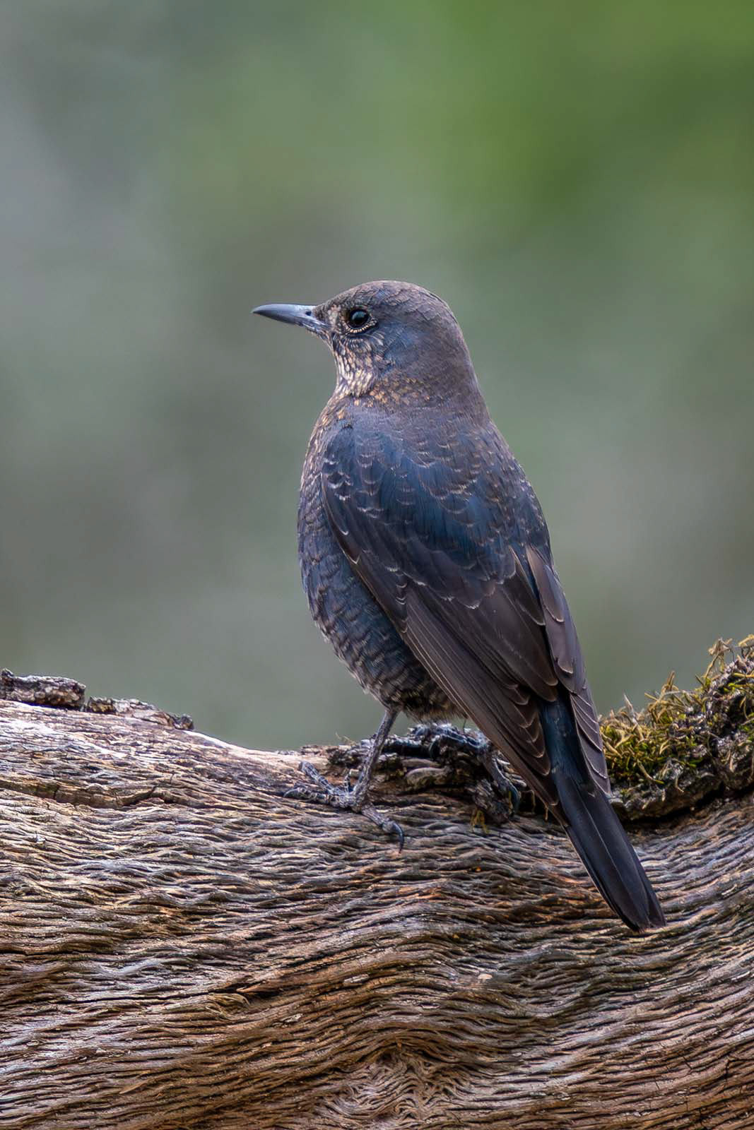female