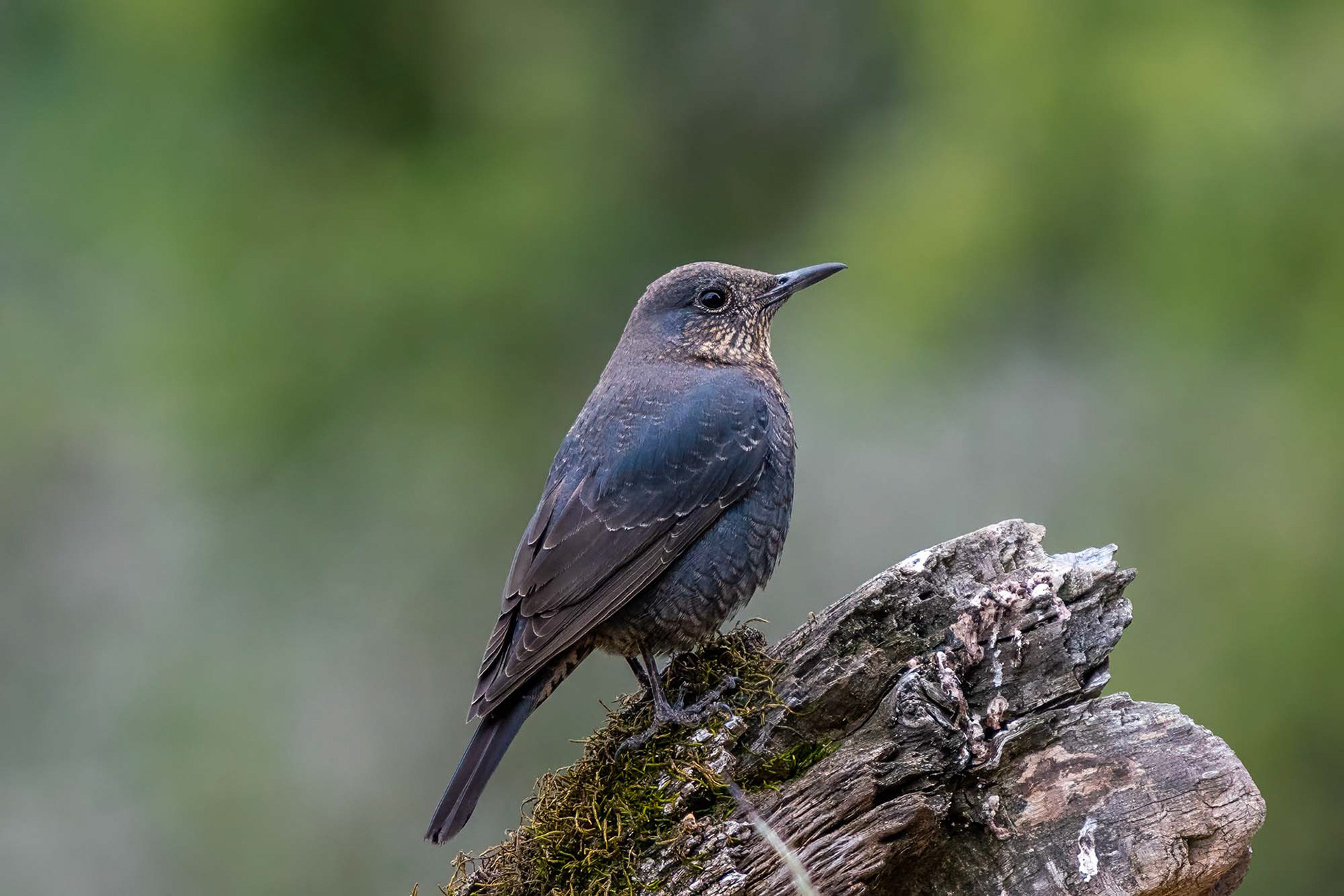 female