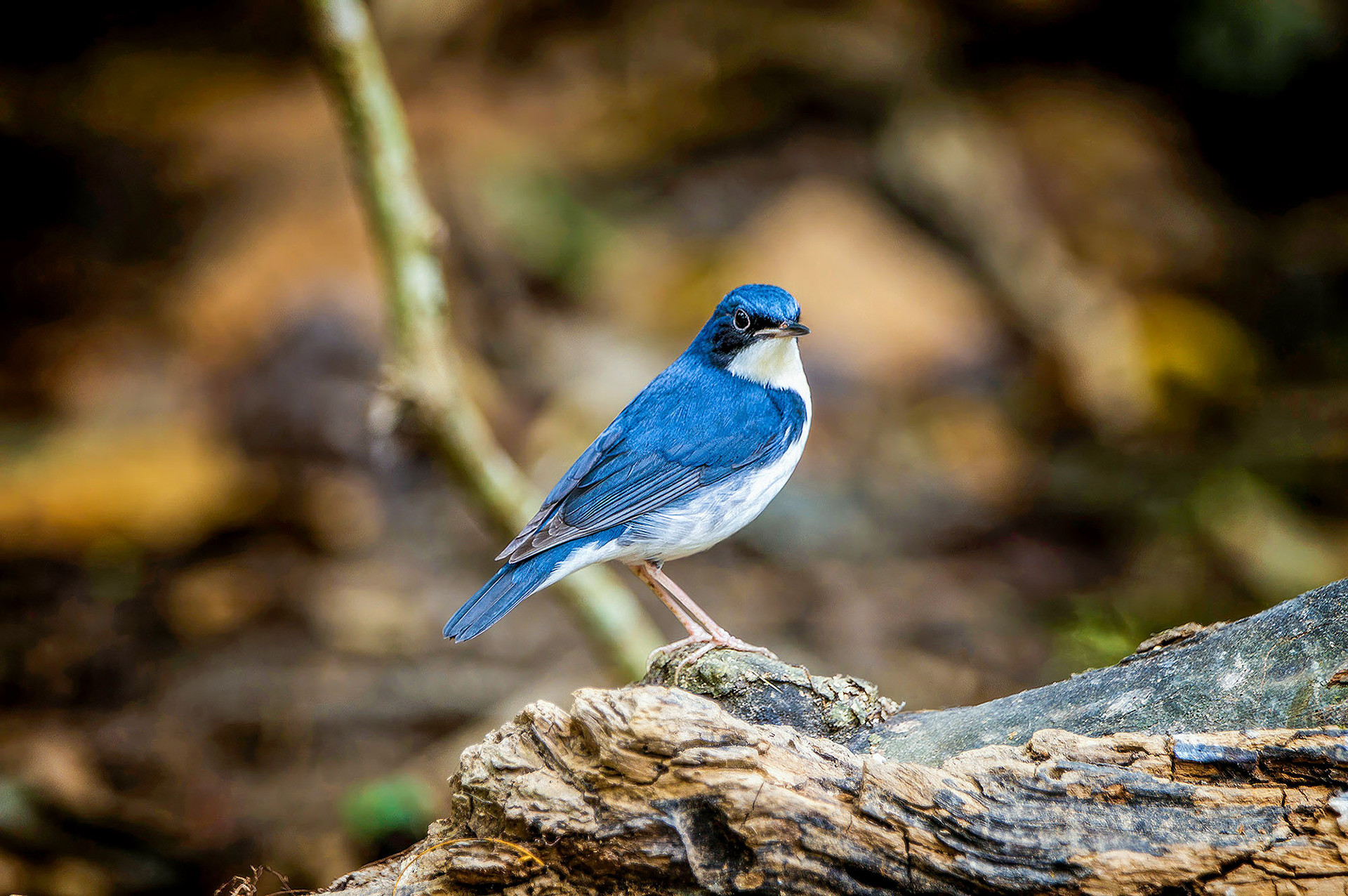 male