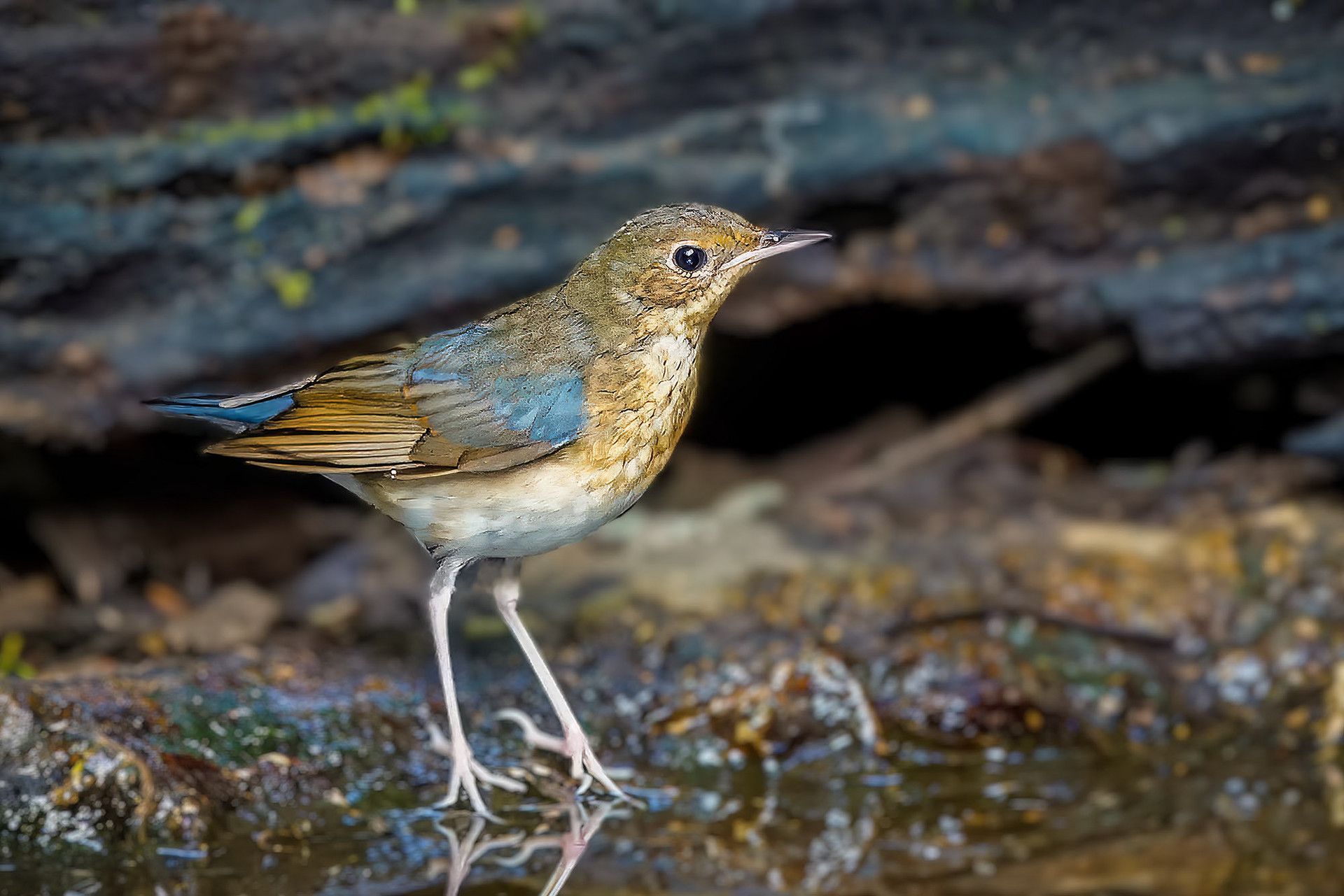 juvenile