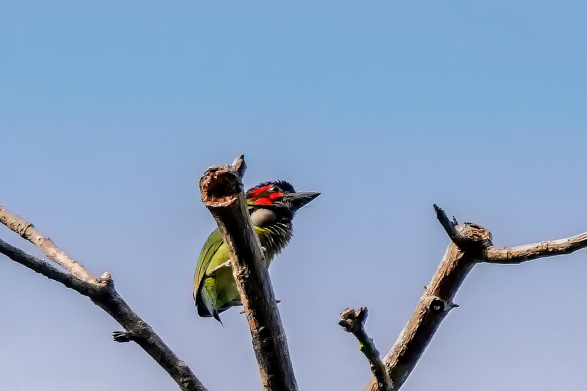 Blauohr-Bartvogel