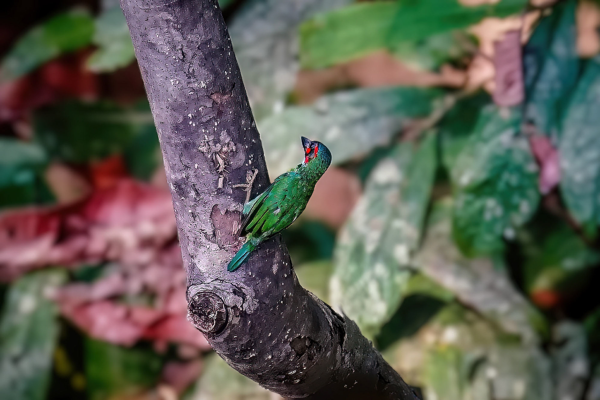 Blauohr-Bartvogel