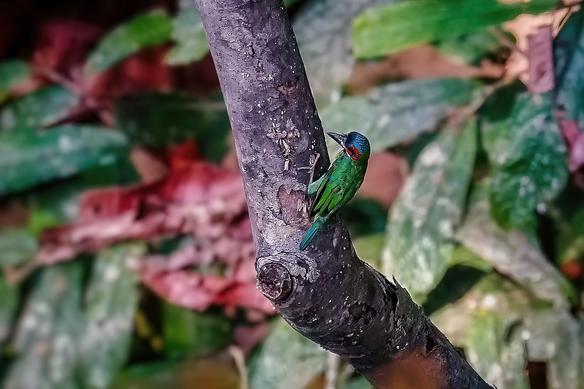 Blauohr-Bartvogel