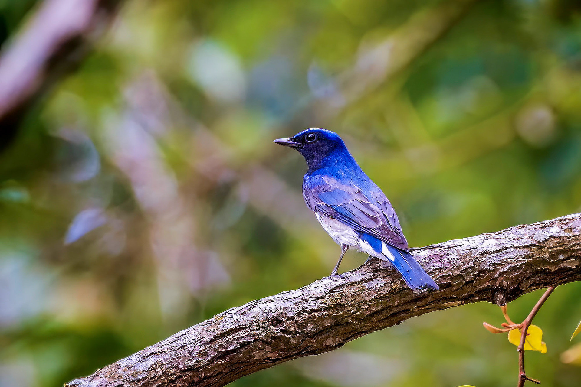 male