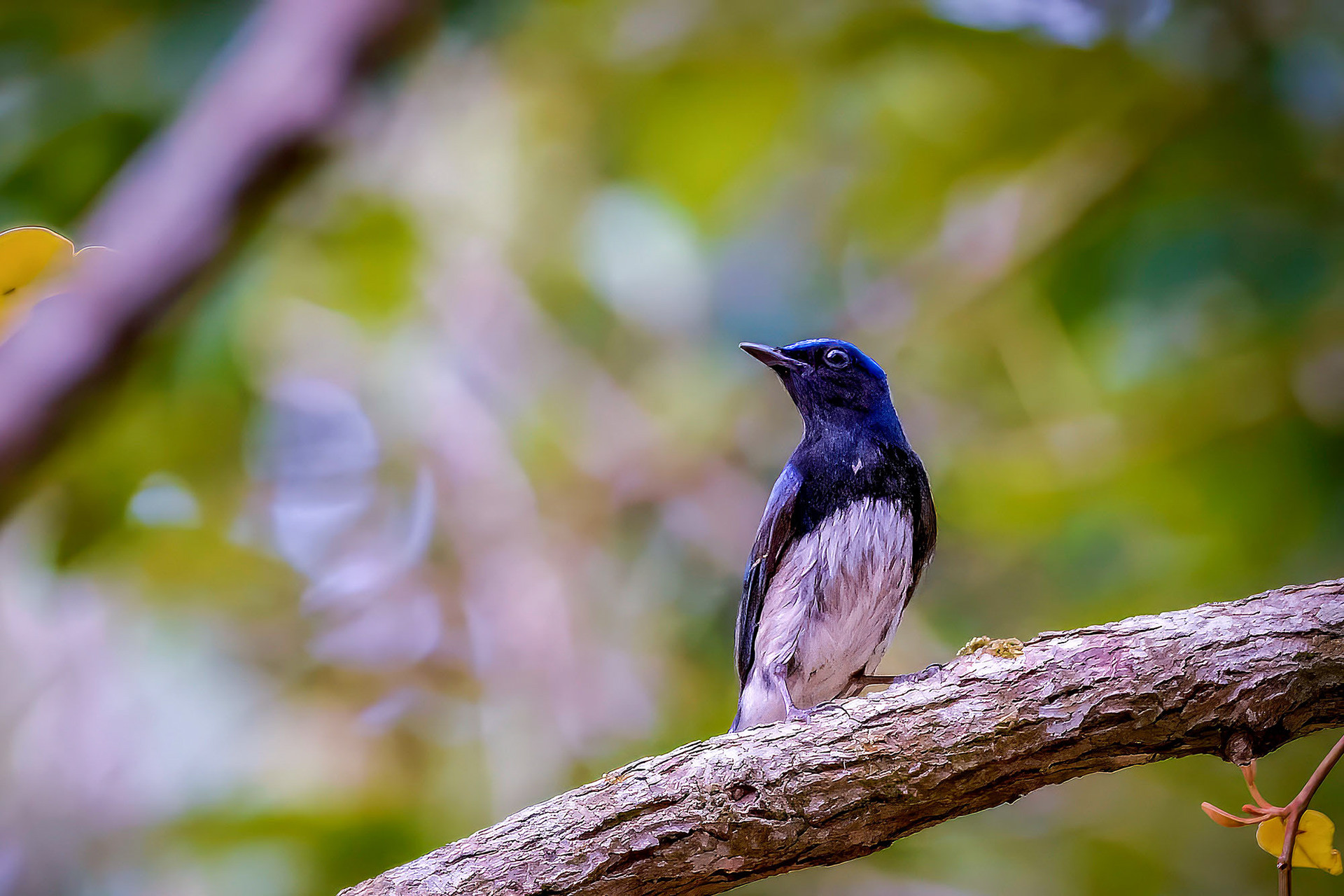 male
