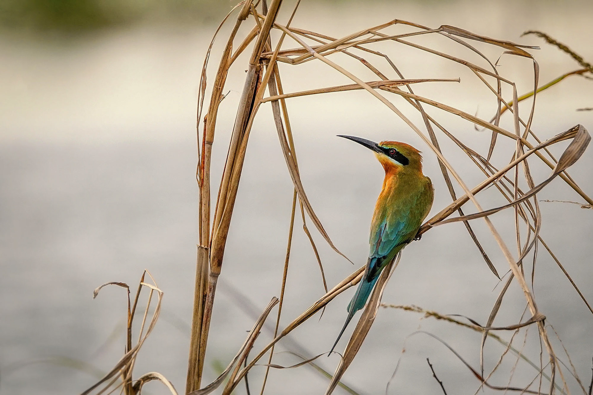 Bienenfresser & Nektarvögel