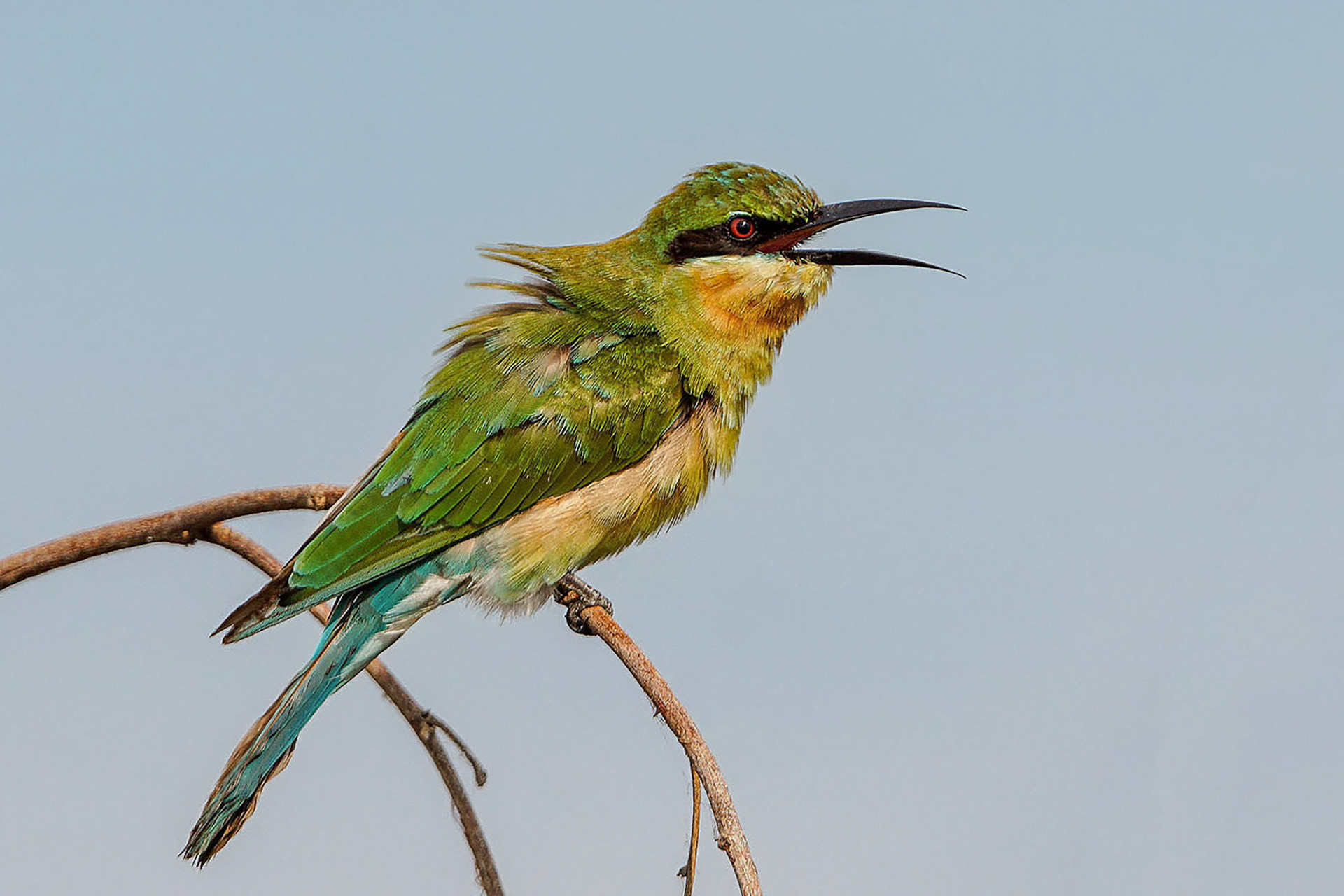 immature