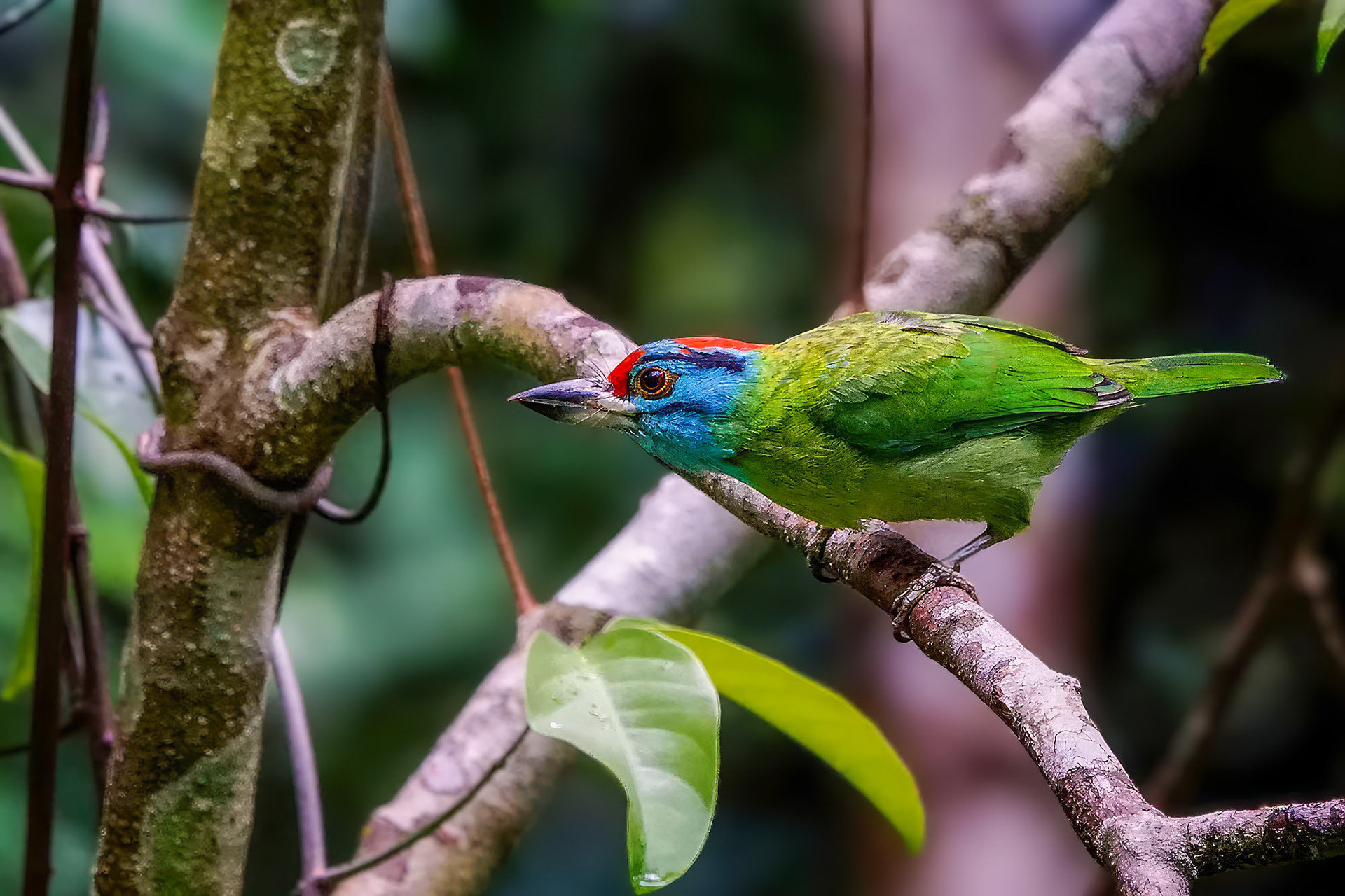Blauwangen-Bartvogel