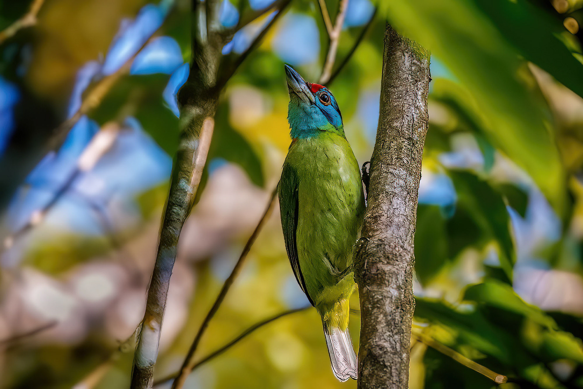 Blauwangen-Bartvogel