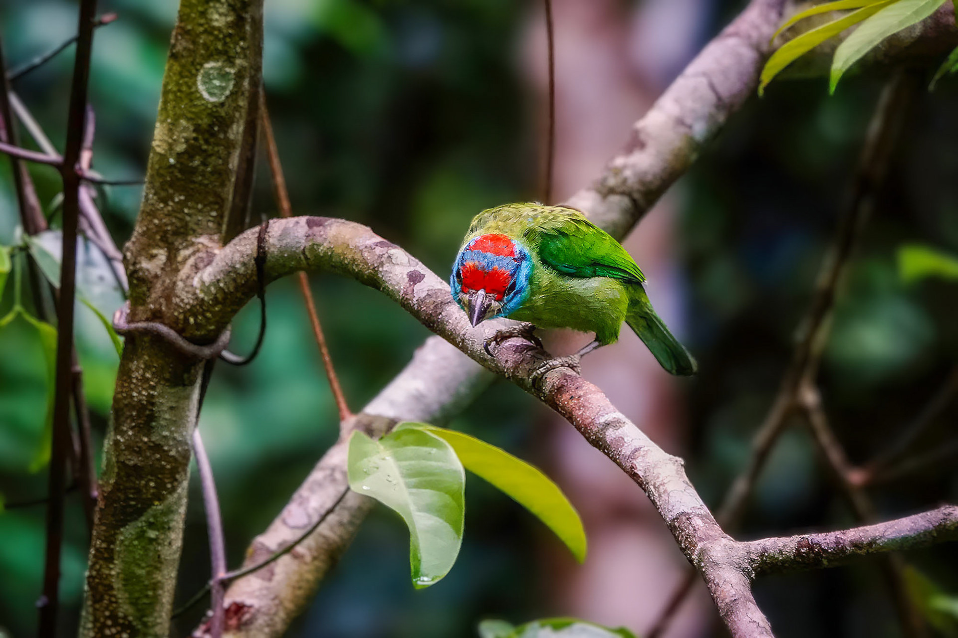 Blauwangen-Bartvogel