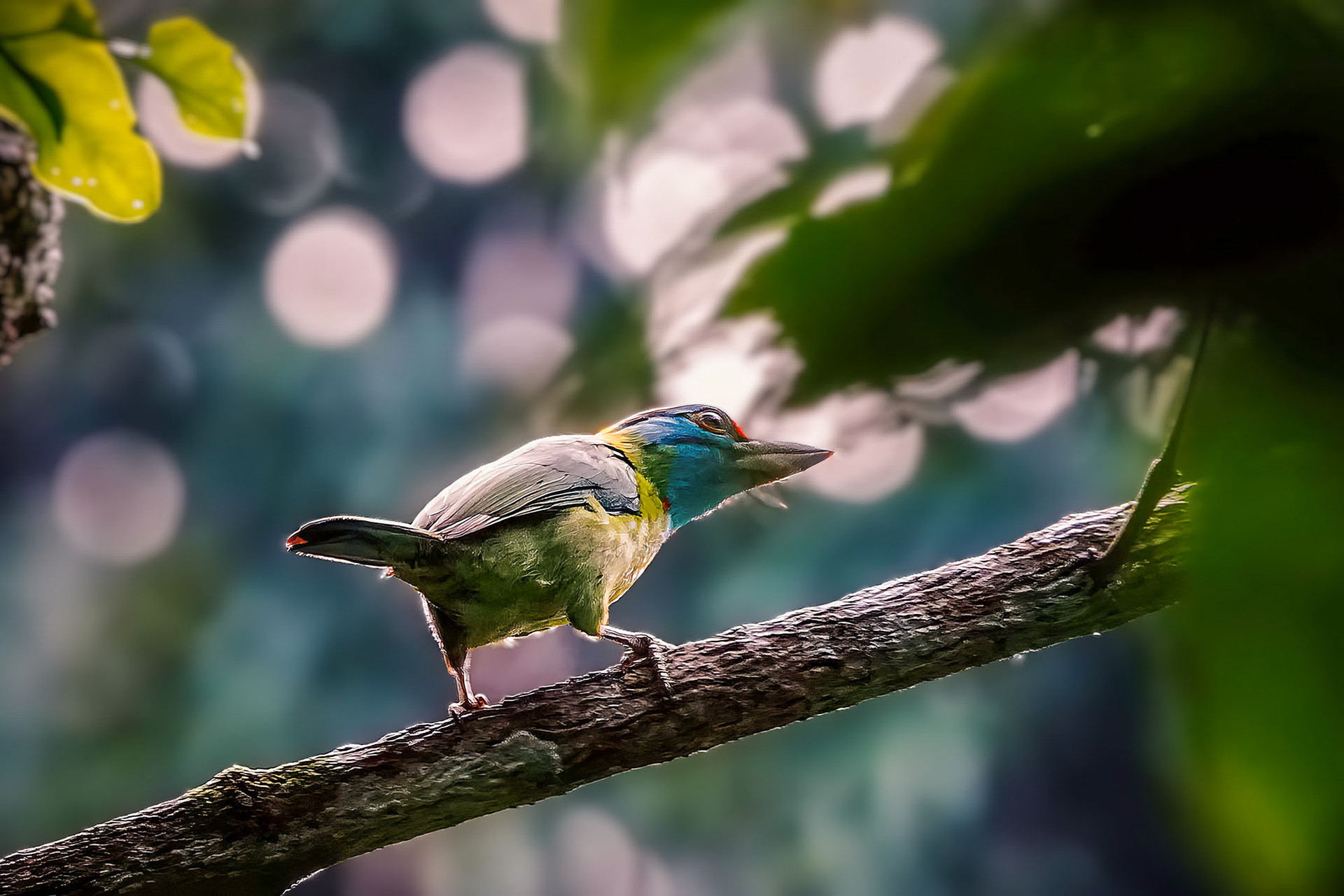 Blauwangen-Bartvogel