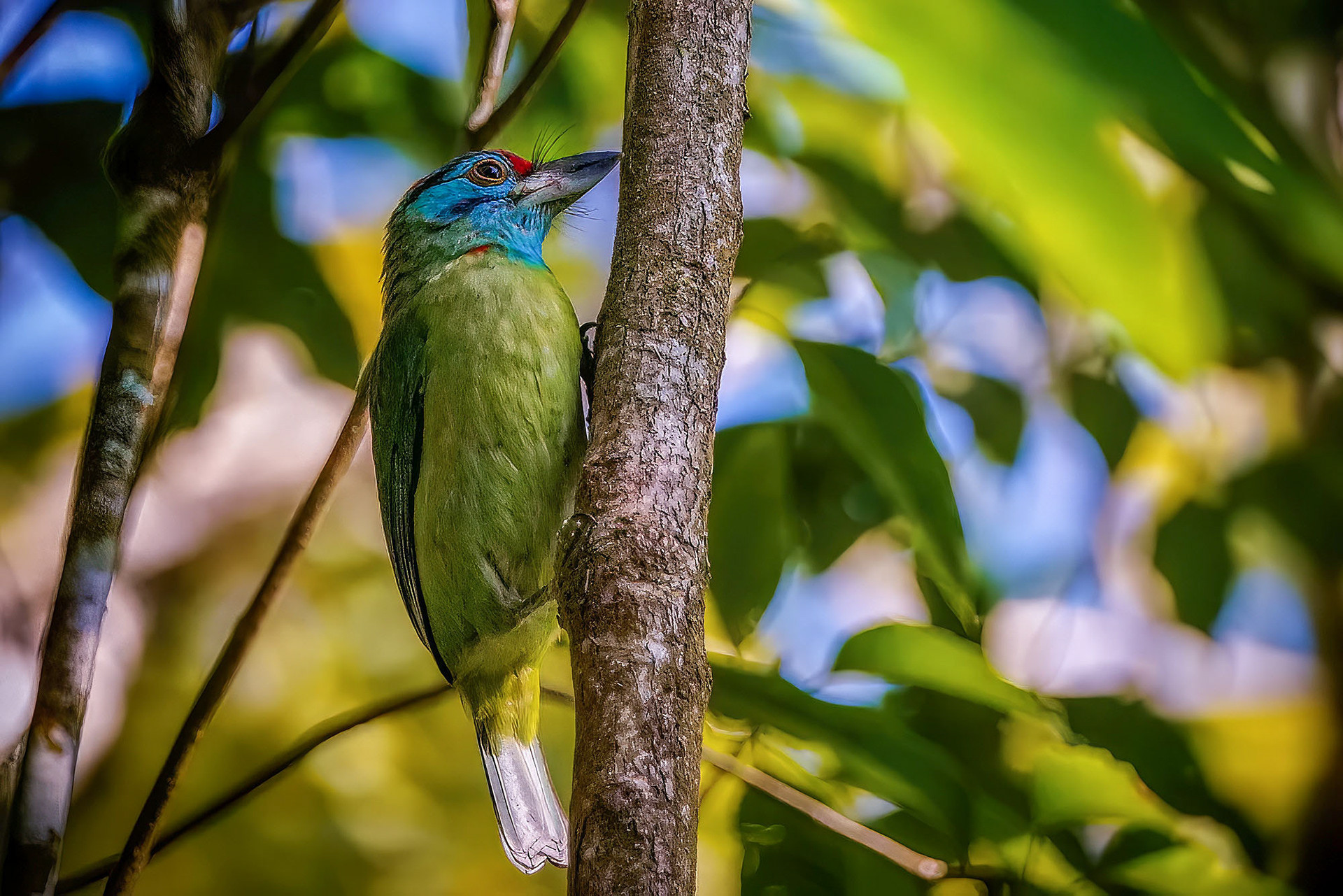 Blauwangen-Bartvogel