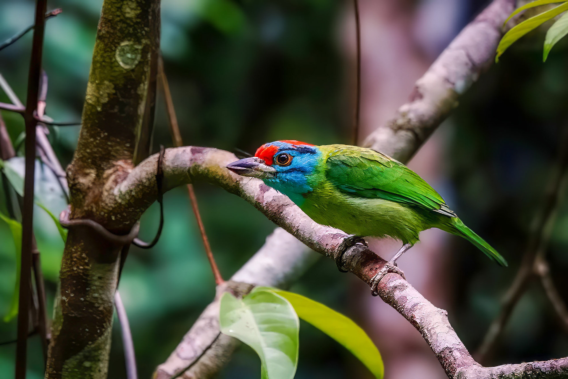 Blauwangen-Bartvogel