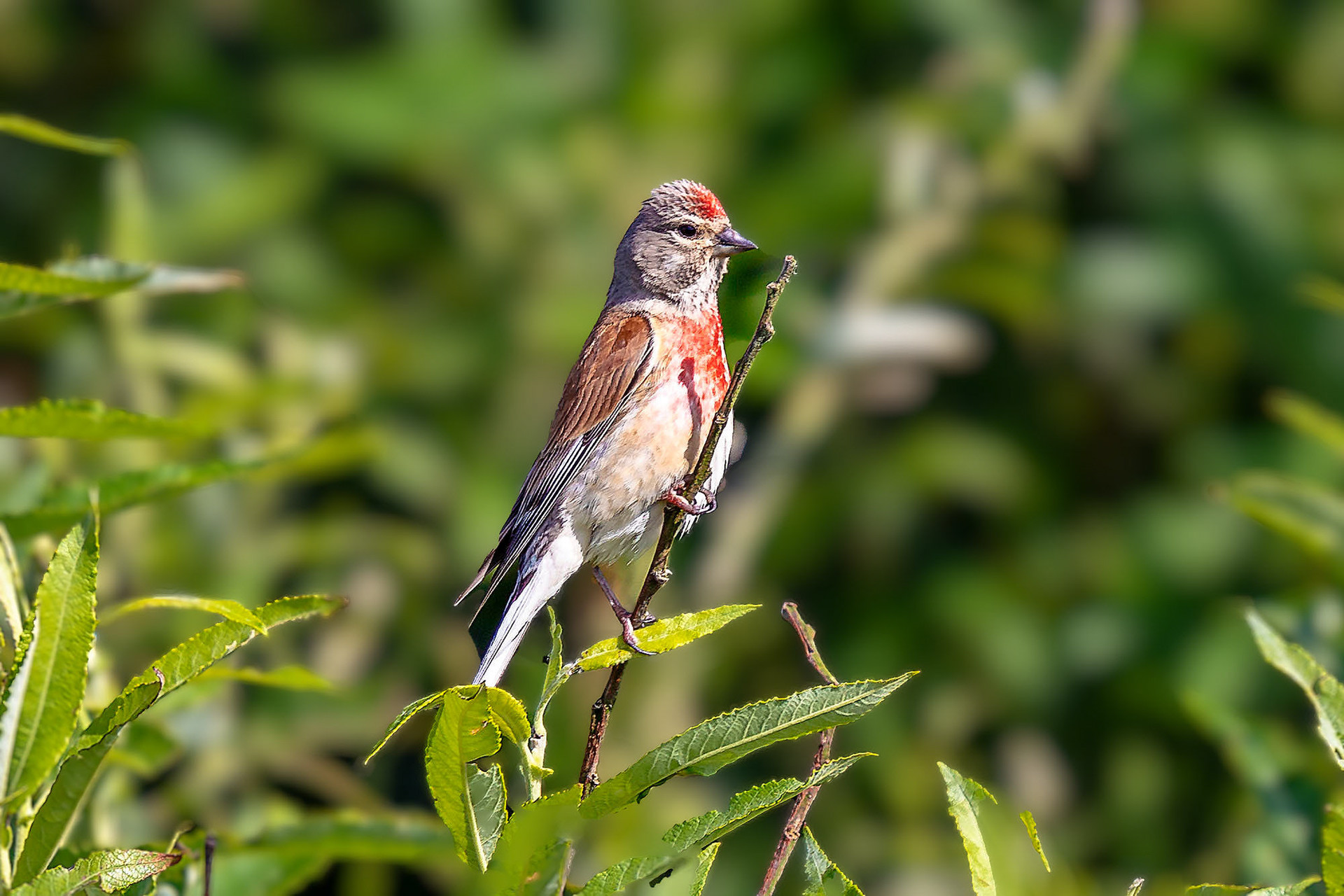 male