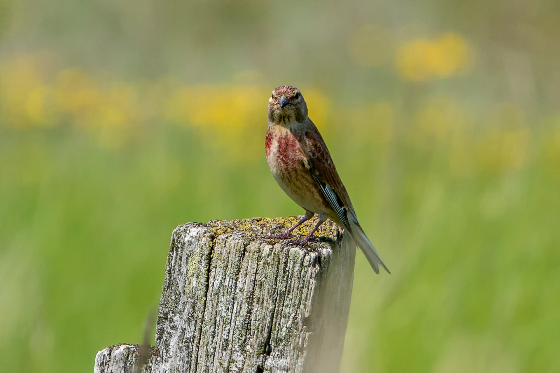 male