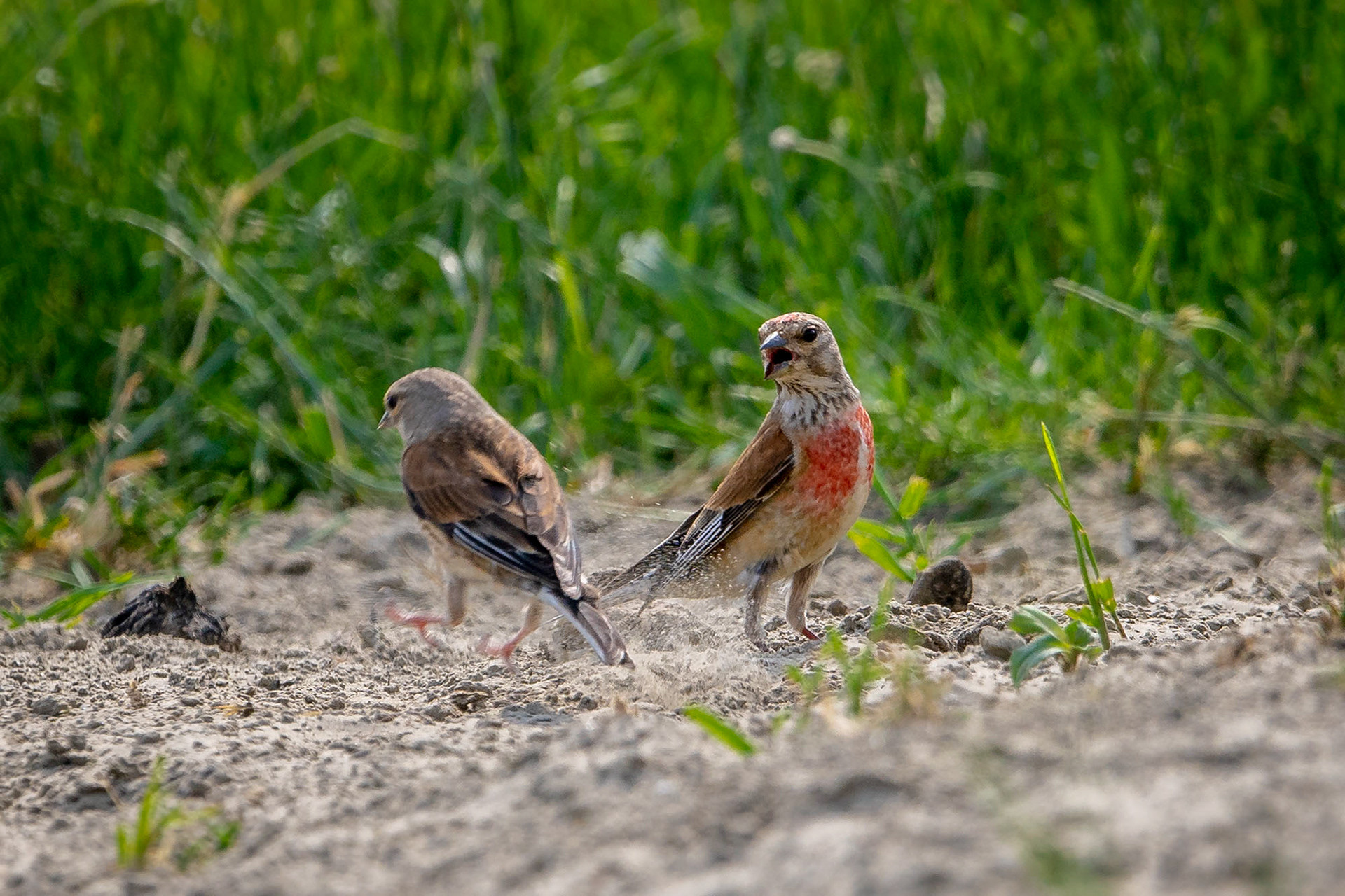 male & female