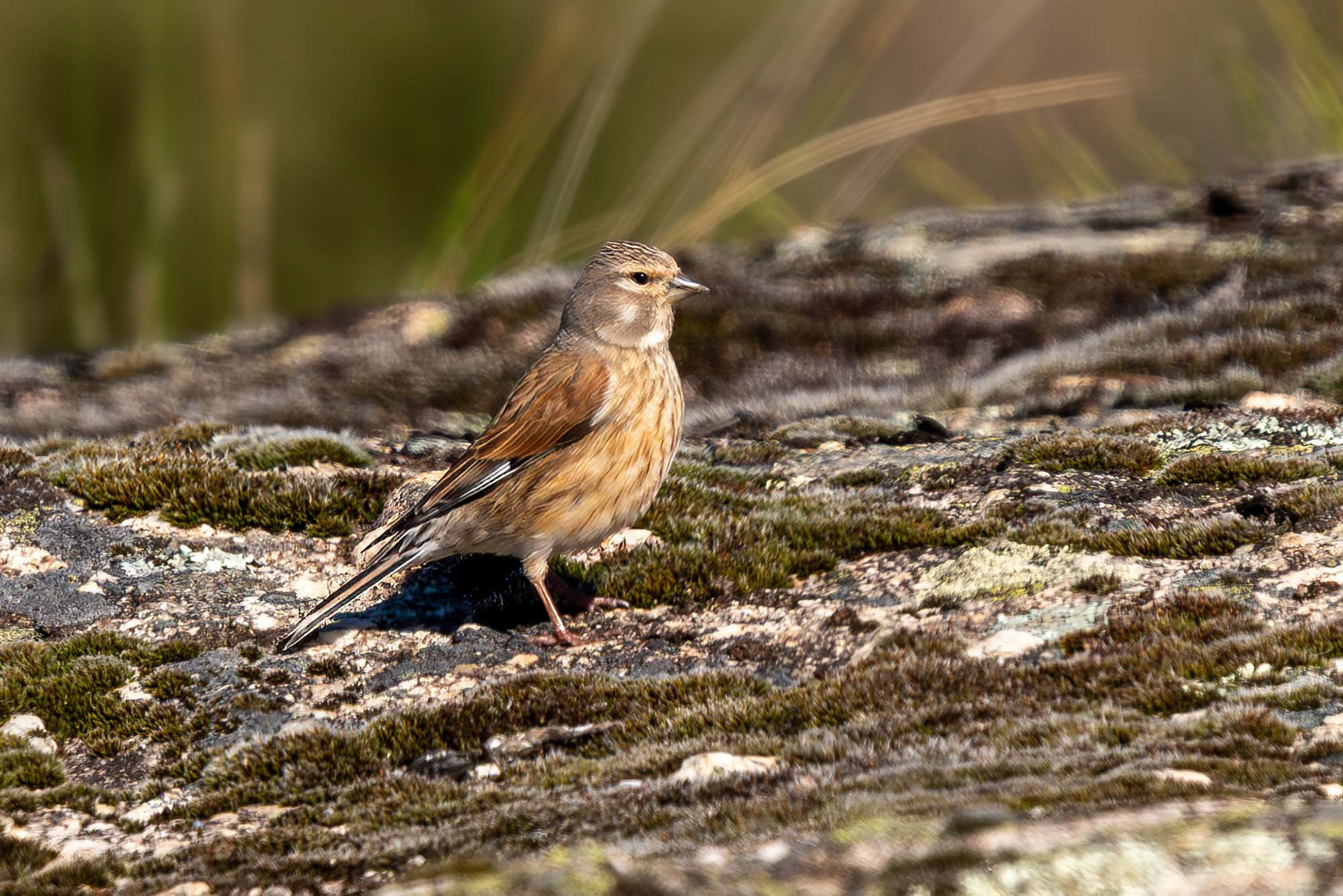 female