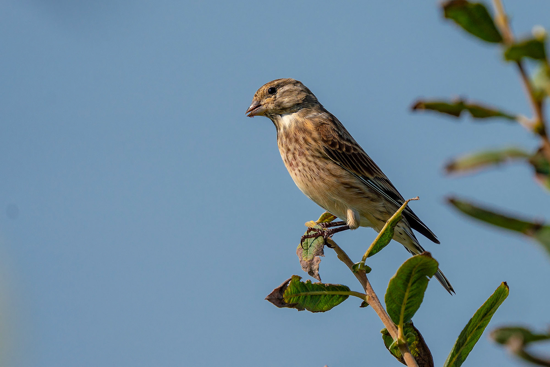 female