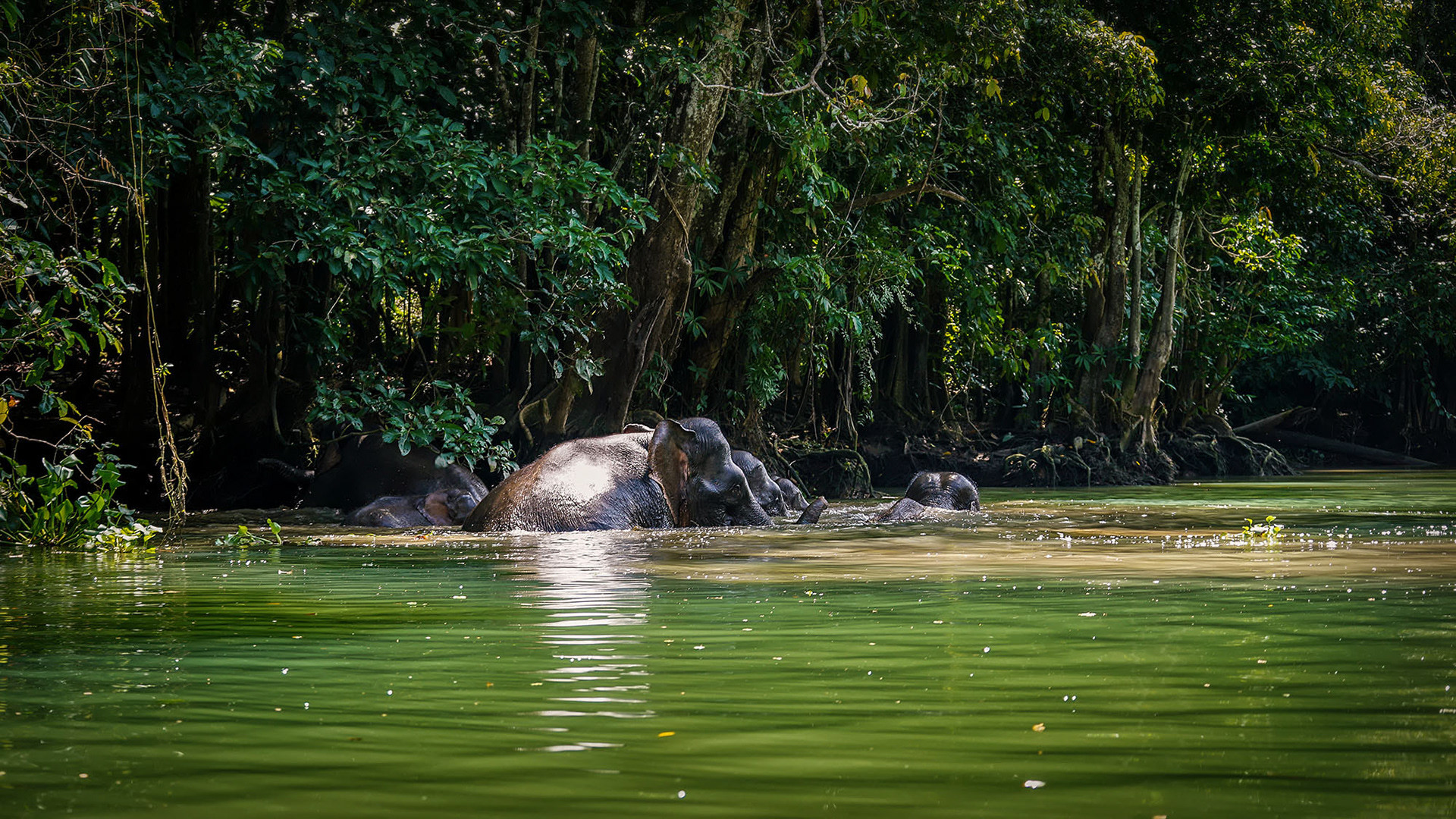 Flussüberquerung am Kinabatangan