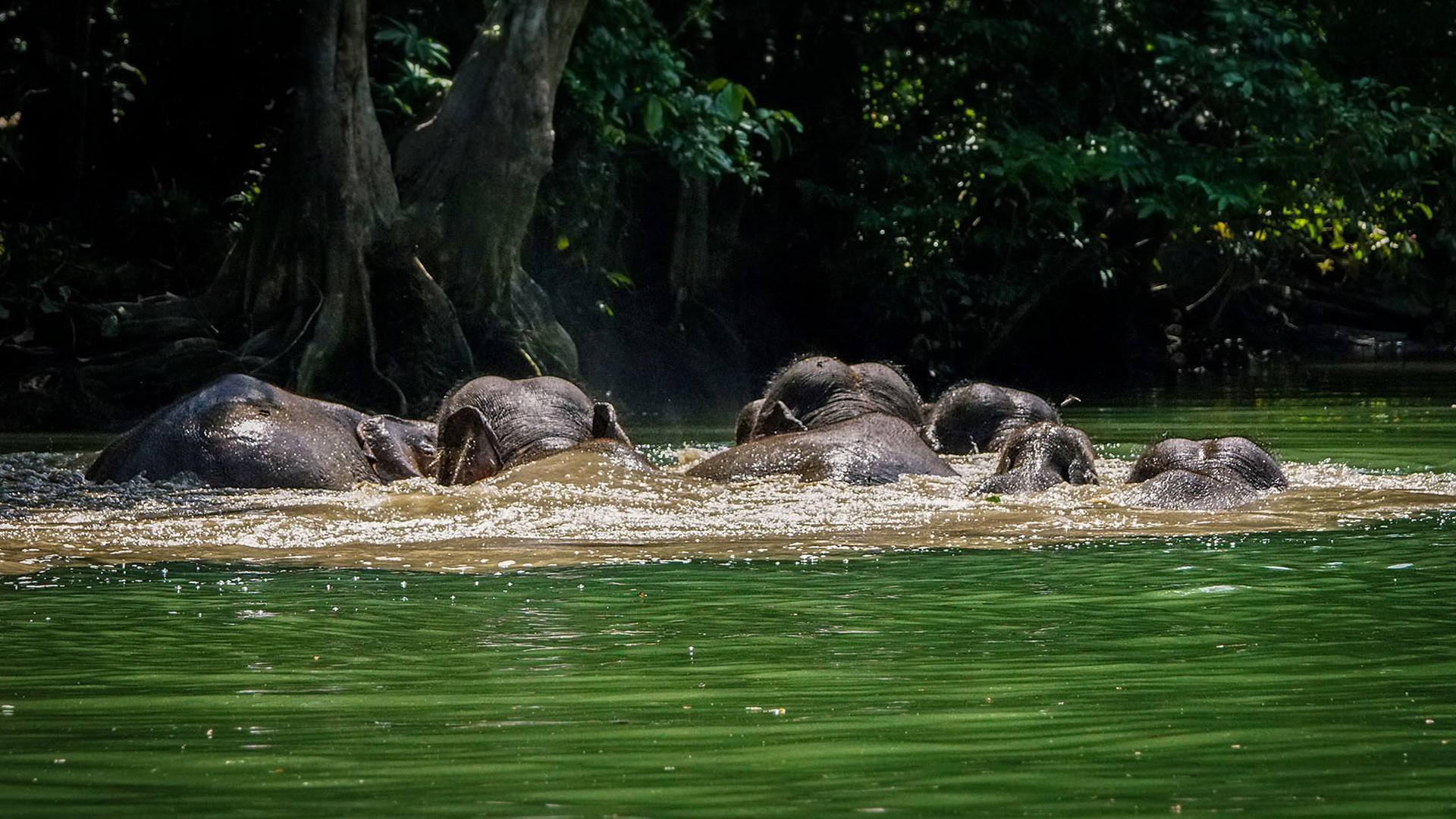 Flussüberquerung am Kinabatangan