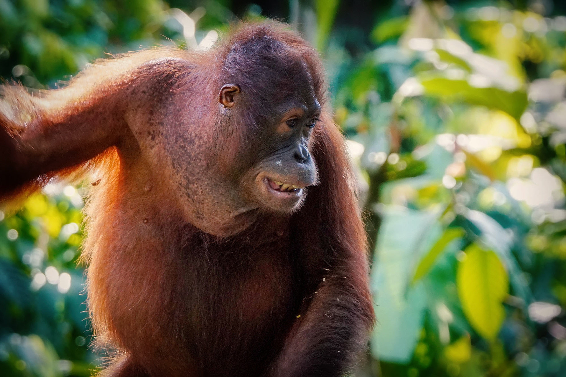 Borneo-Orang-Utan
