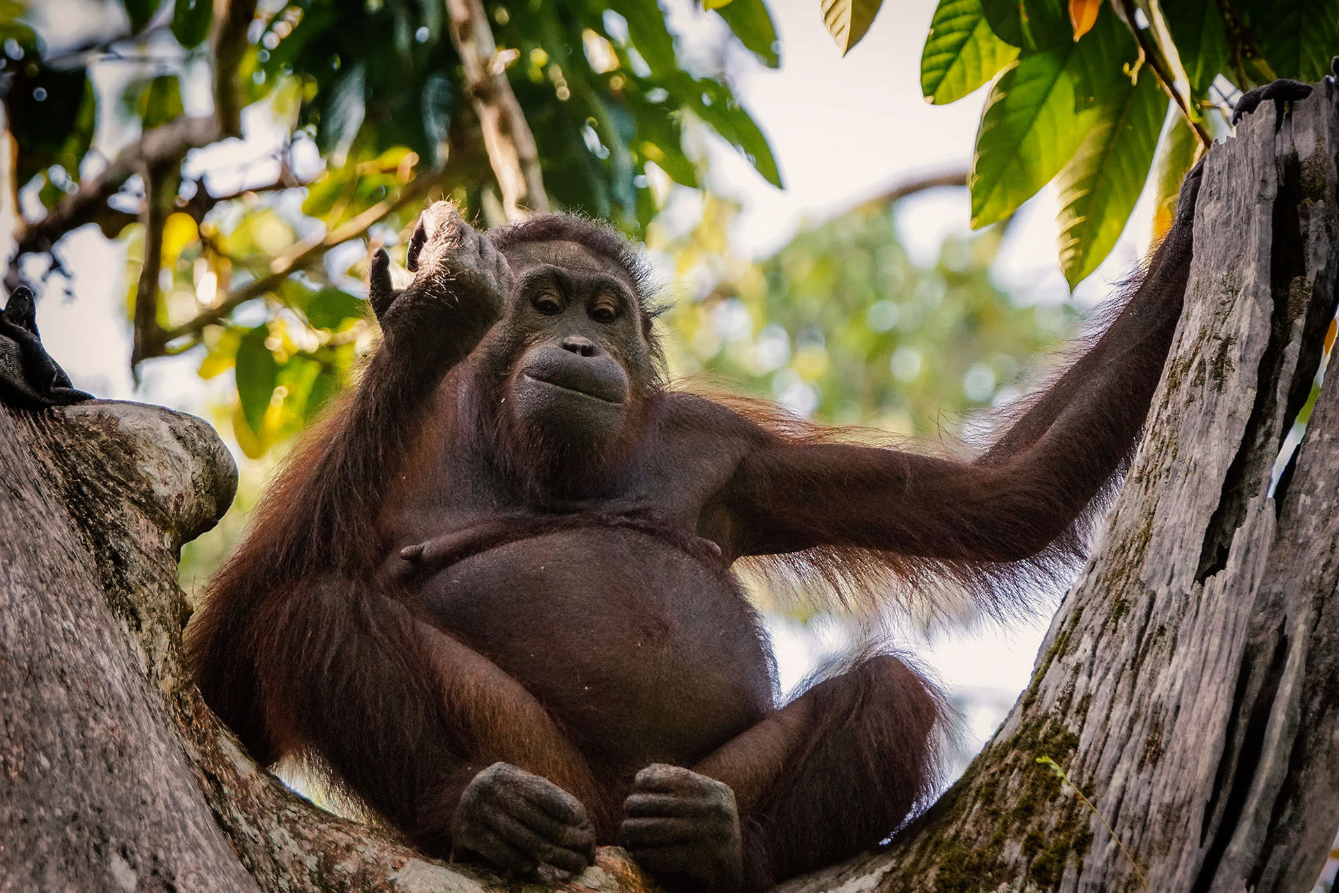 Borneo-Orang-Utan