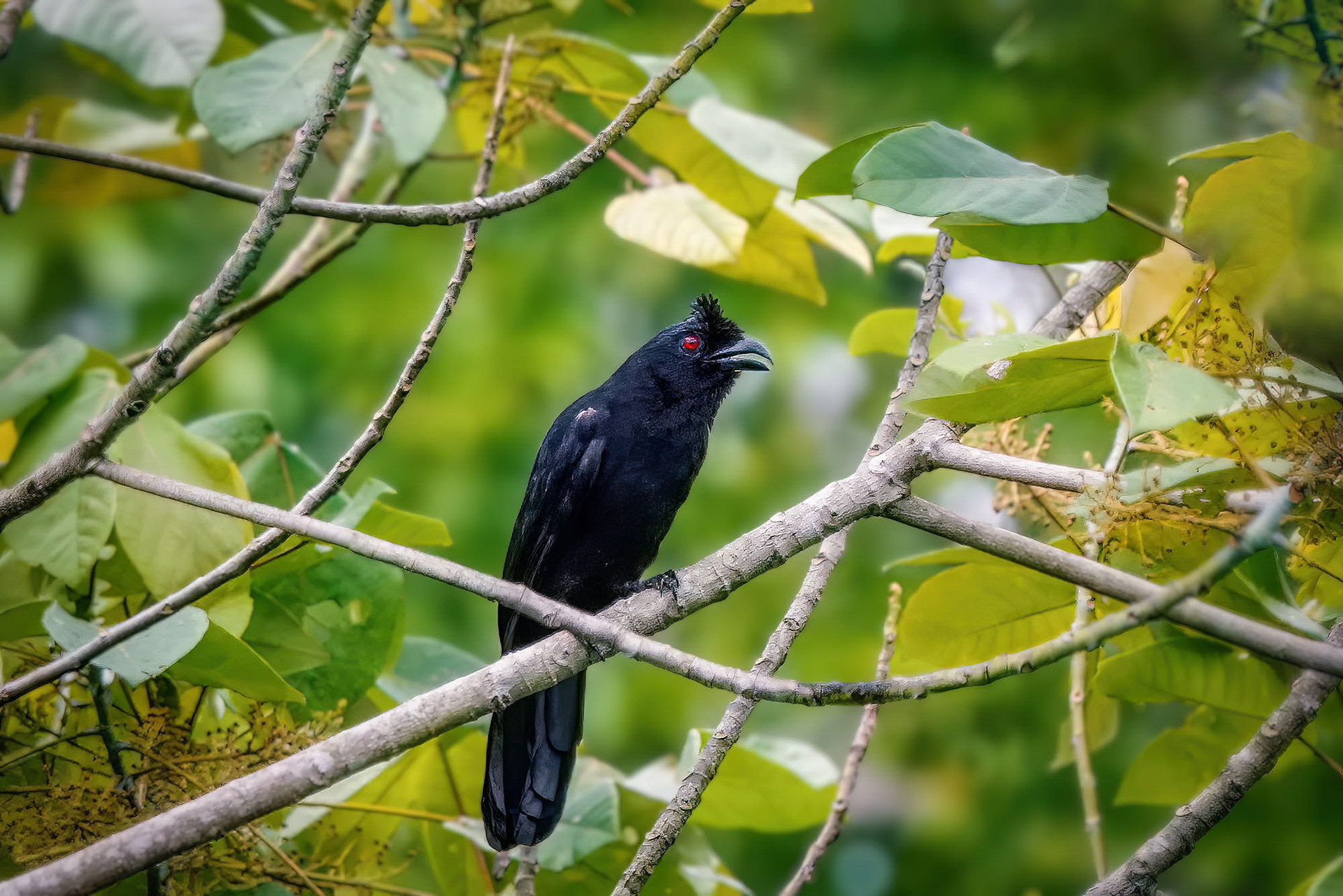 Borneo-Rabenhäher (Bornean Black Magpie)