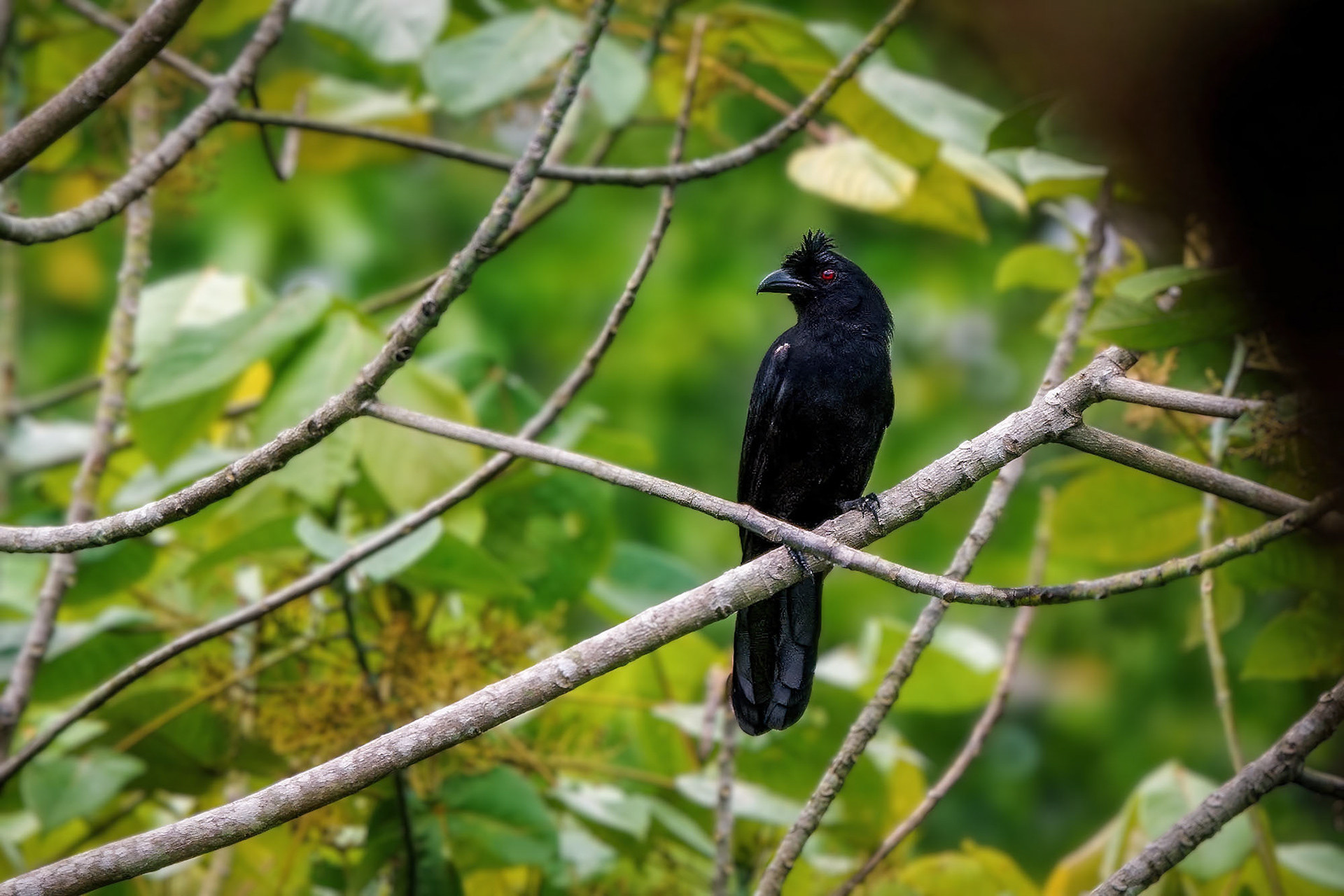 Borneo-Rabenhäher (Bornean Black Magpie)