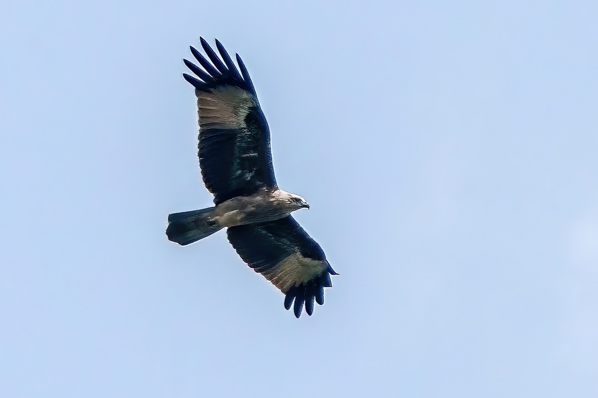 juvenile