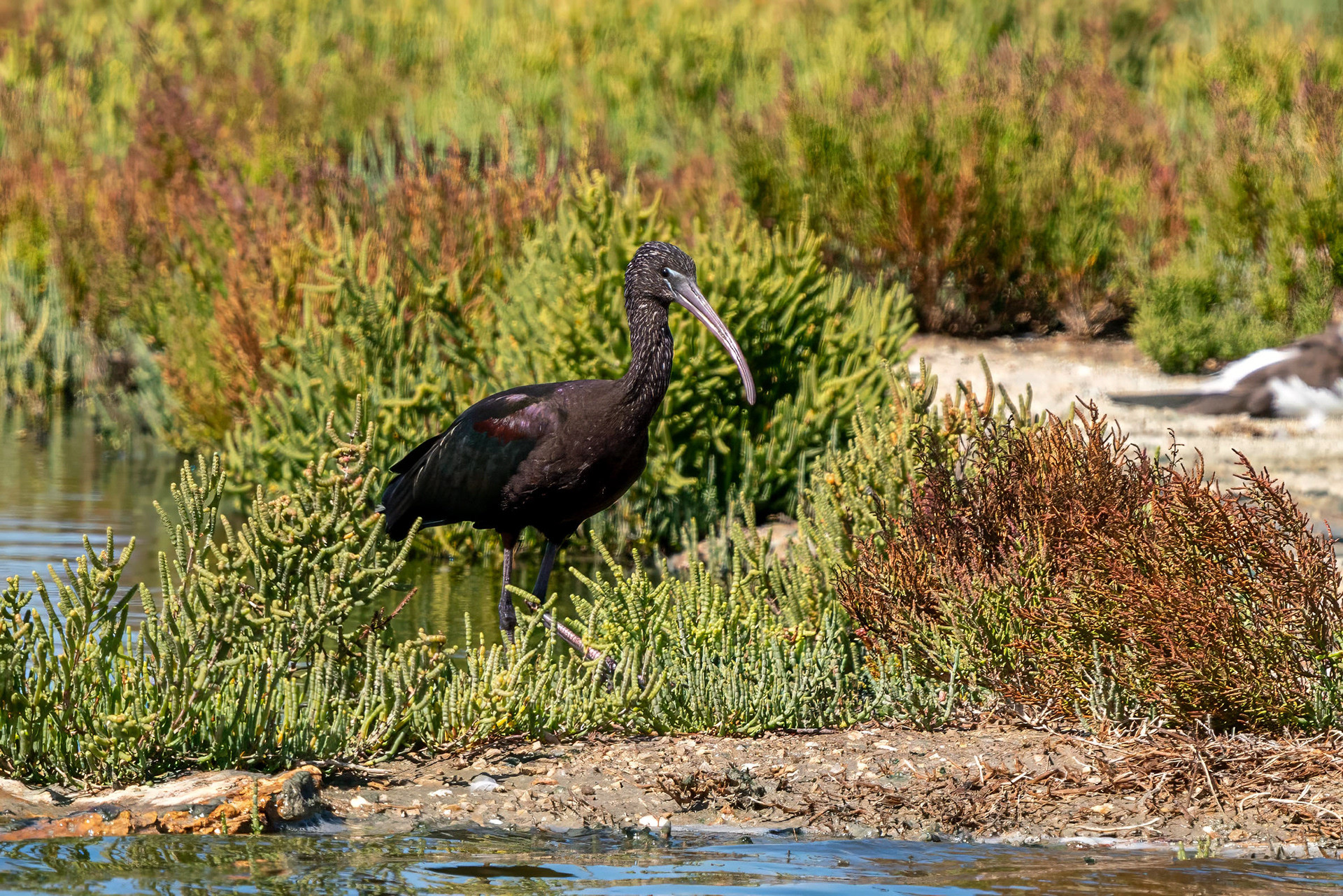 Brauner Sichler