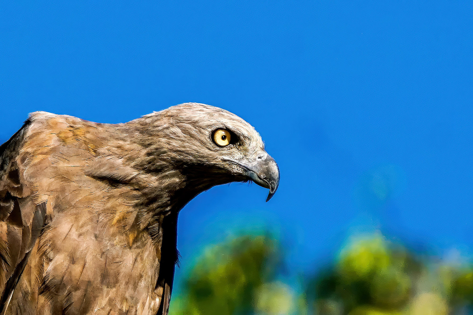Braunschwanz-Seeadler