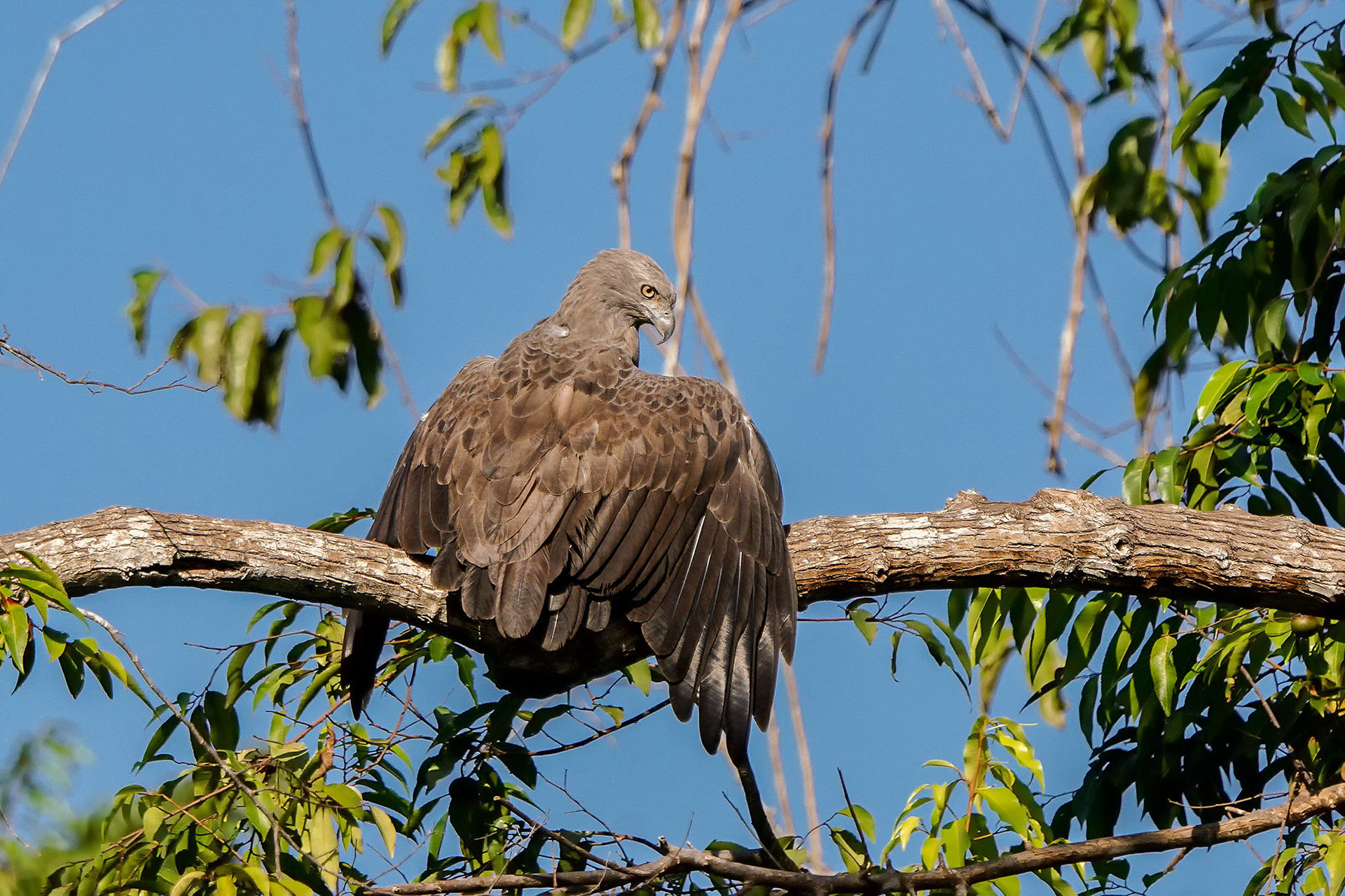 Braunschwanz-Seeadler
