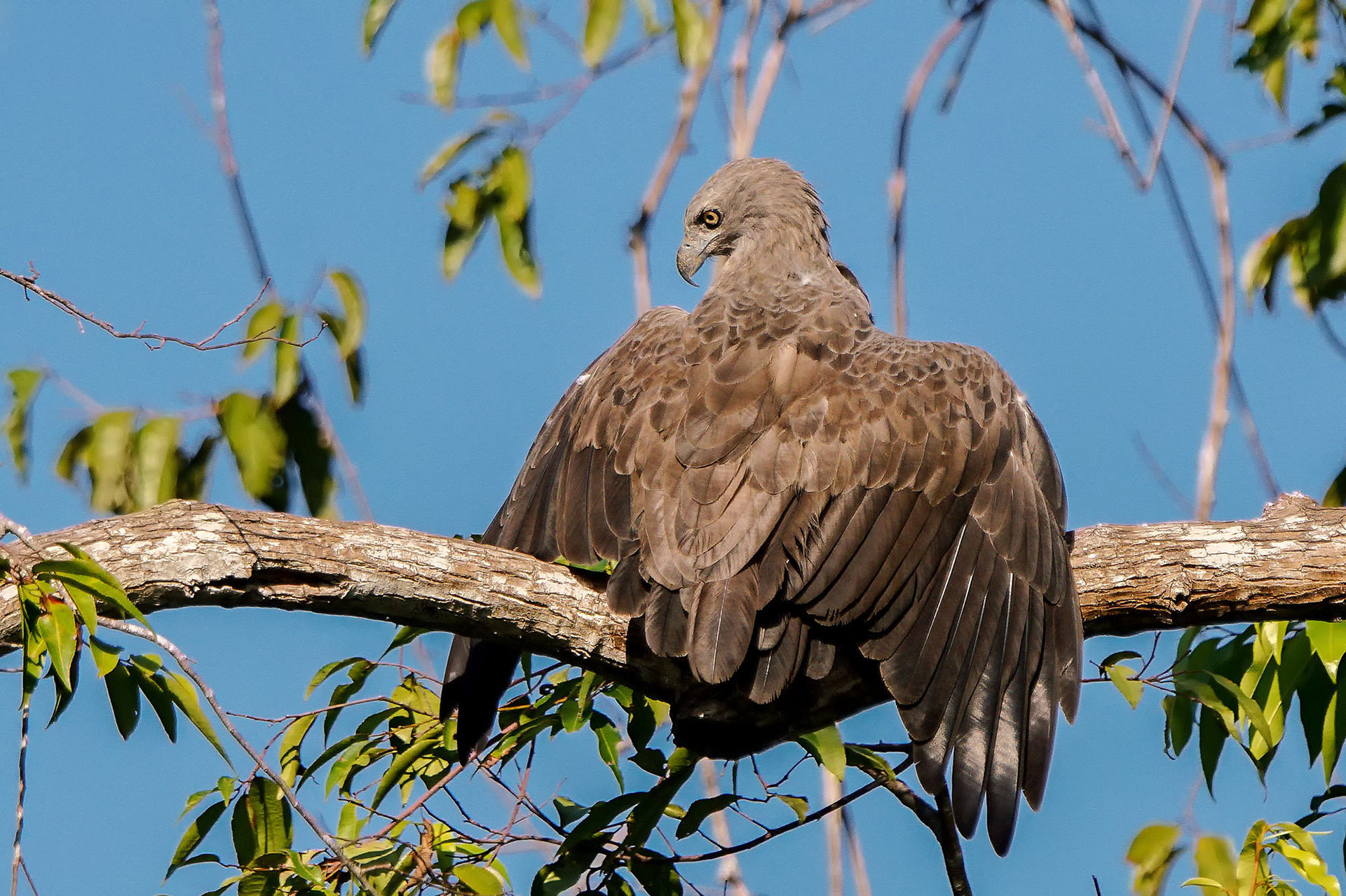 Braunschwanz-Seeadler