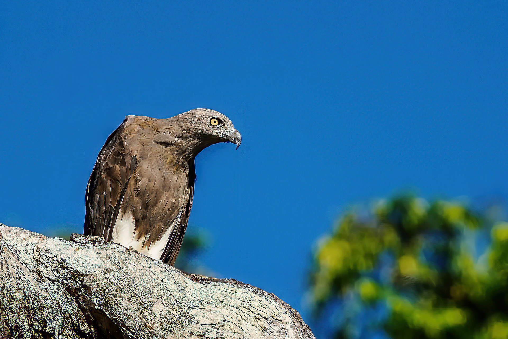 Braunschwanz-Seeadler